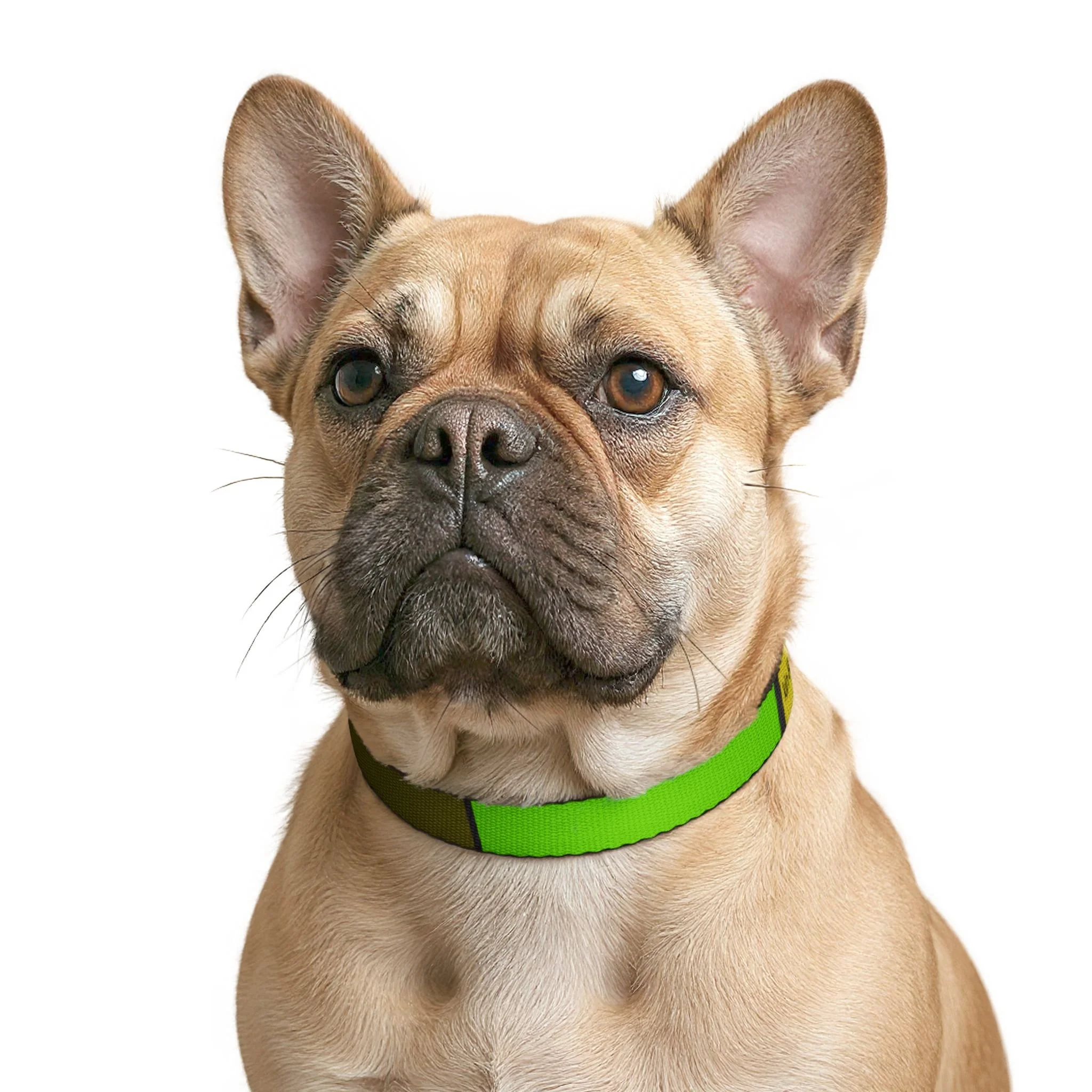 Zaza Clip-on Pet Collar