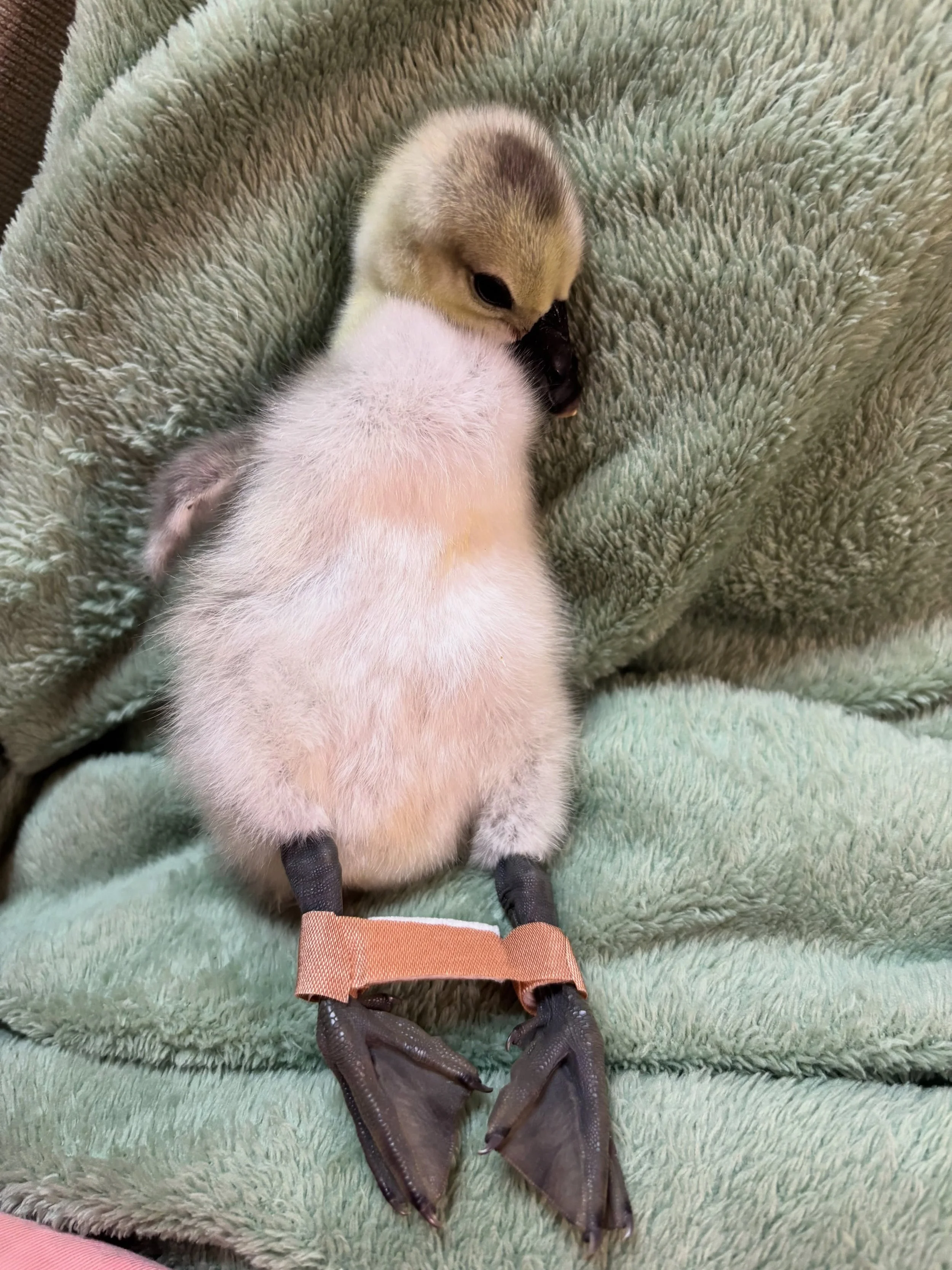 Update on Emunah!

He is doing really well given the unfortunate circumstances he was born in. He loves to cuddle and will bawl until I pick him up. We do, however, have to treat him for splayed legs, so please enjoy this make shift Bandaid splint 😂