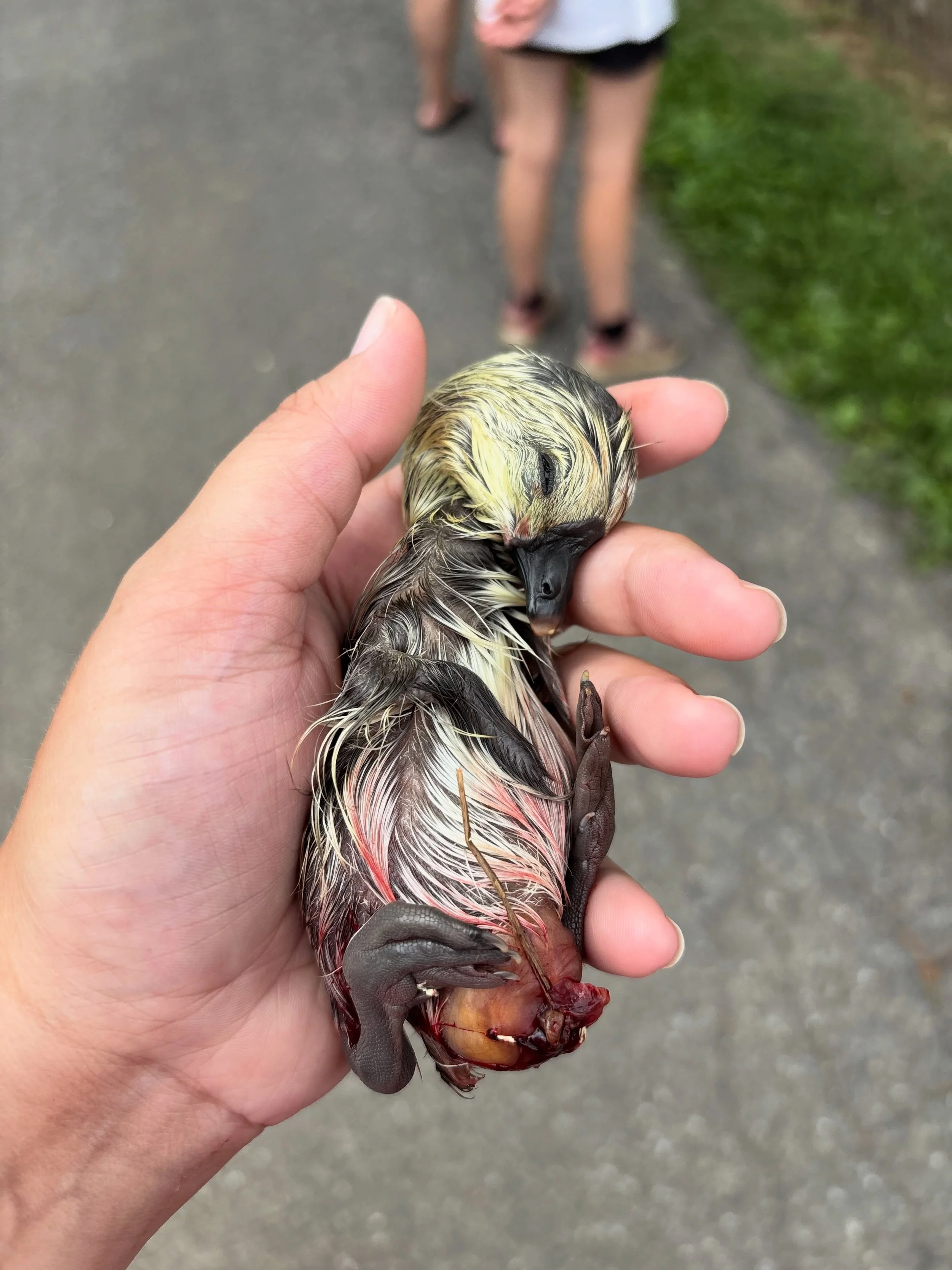 I think it&rsquo;s time to tell the story of our little gosling that shouldn&rsquo;t still be here today. Scroll to see the progress and sweet little face now that it&rsquo;s doing so much better! 

Yesterday, I was cleaning out a goose nest. Several