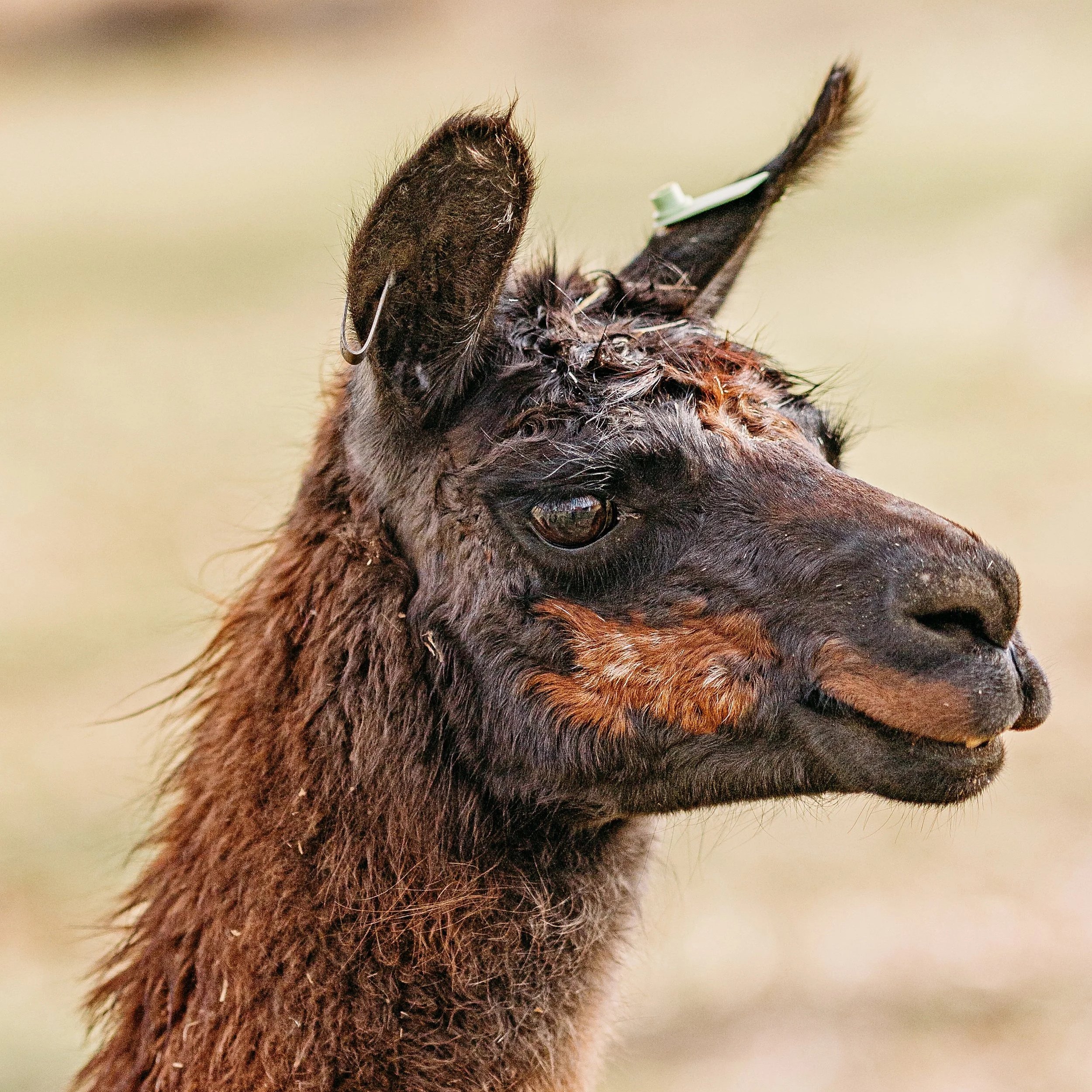 Llama