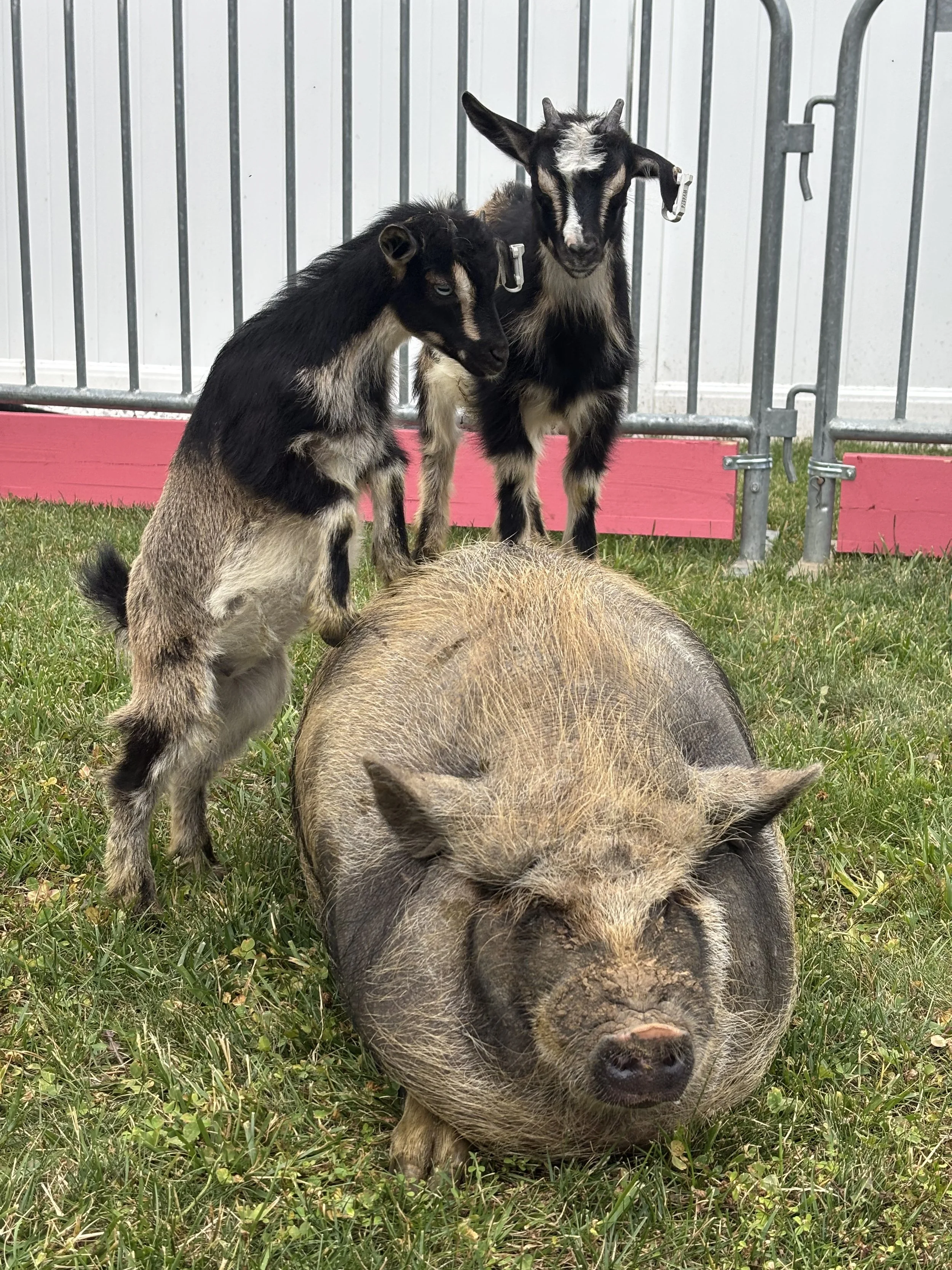 Two young goats standing beside a pig lying in the grass, within a fenced enclosure.
