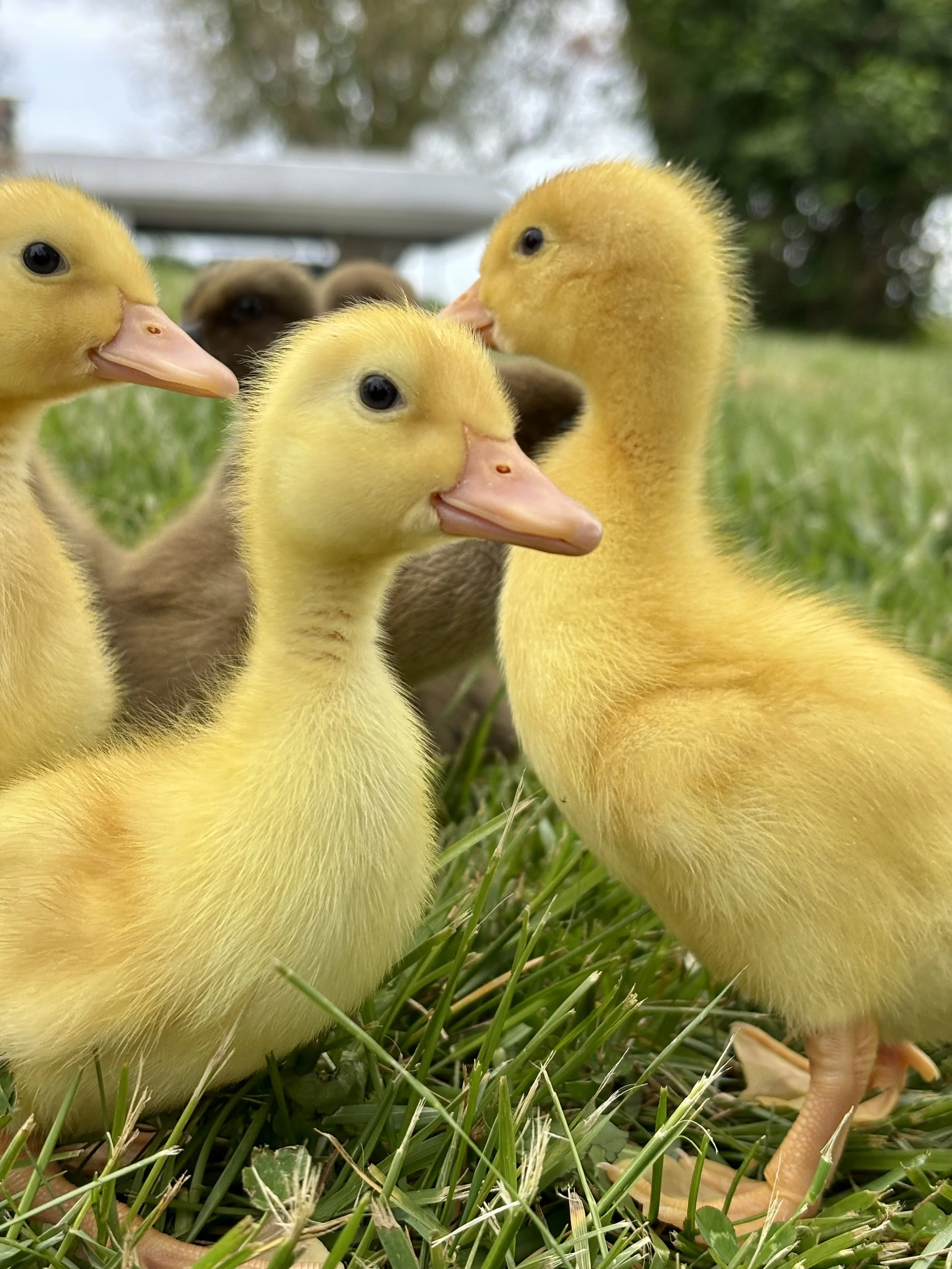 Ducklings