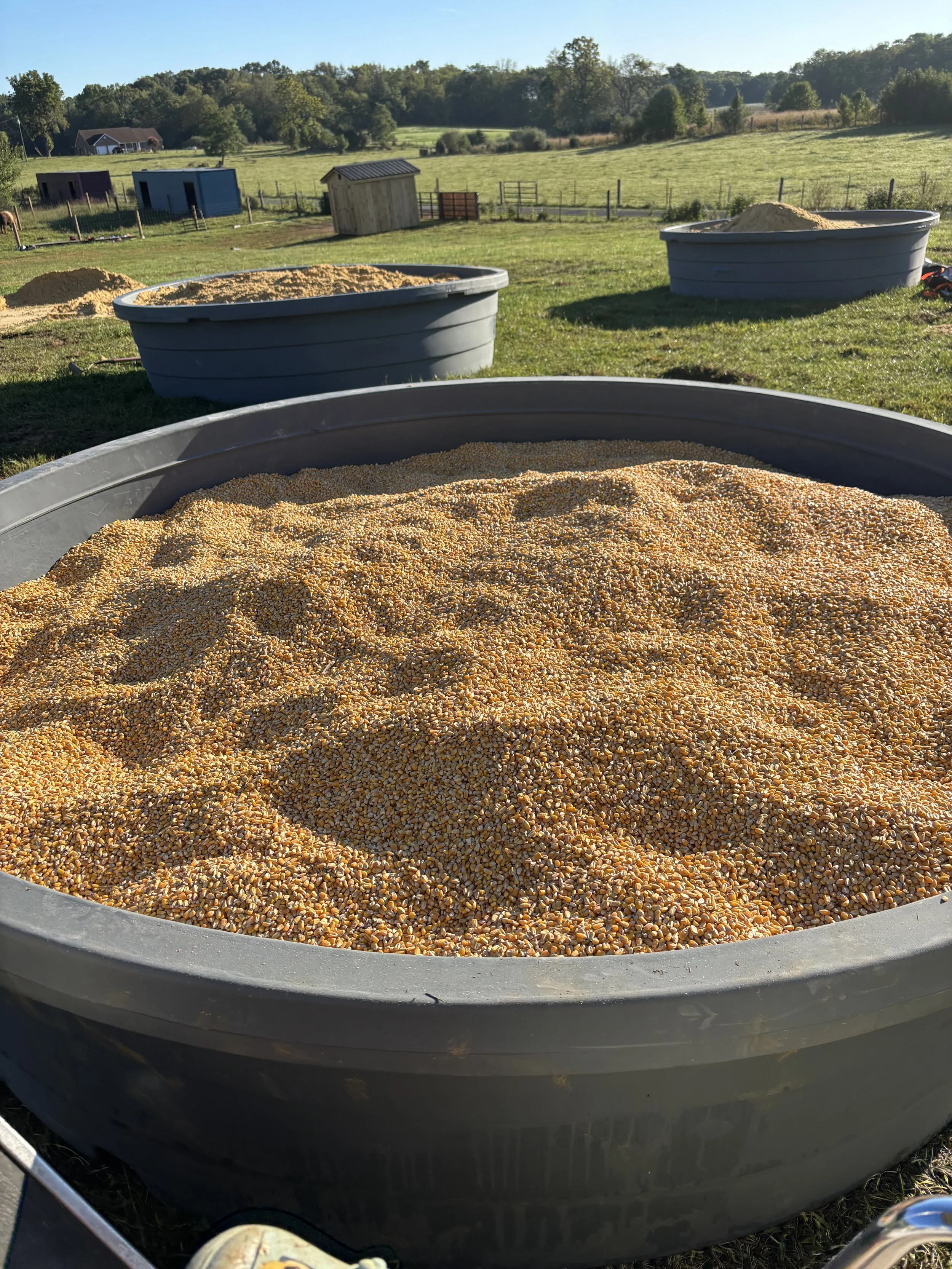 Corn Pit in round stock tank