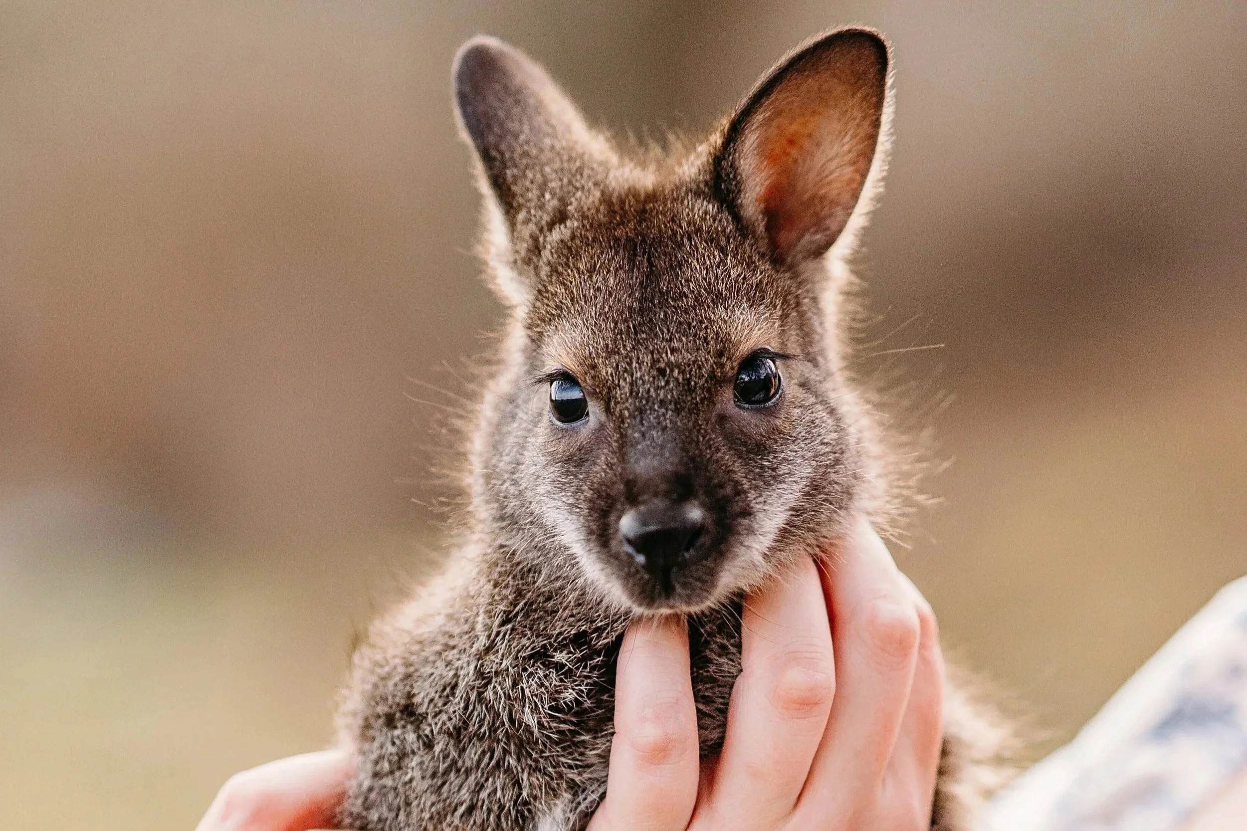 Close-up of a young wallaby with large ears and dark eyes being held gently by a person.