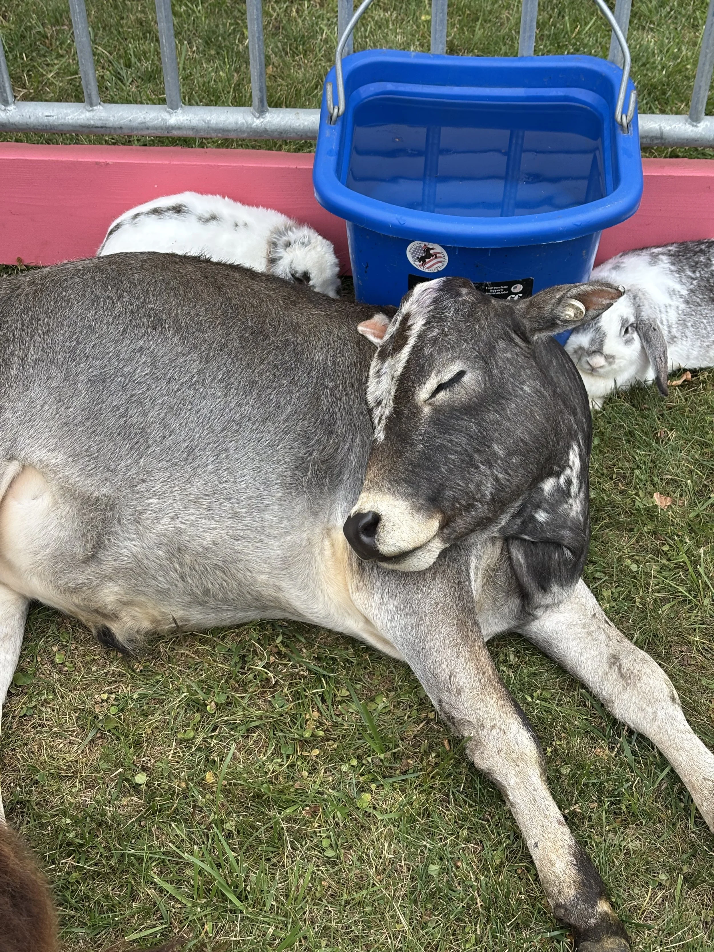 sleeping cow