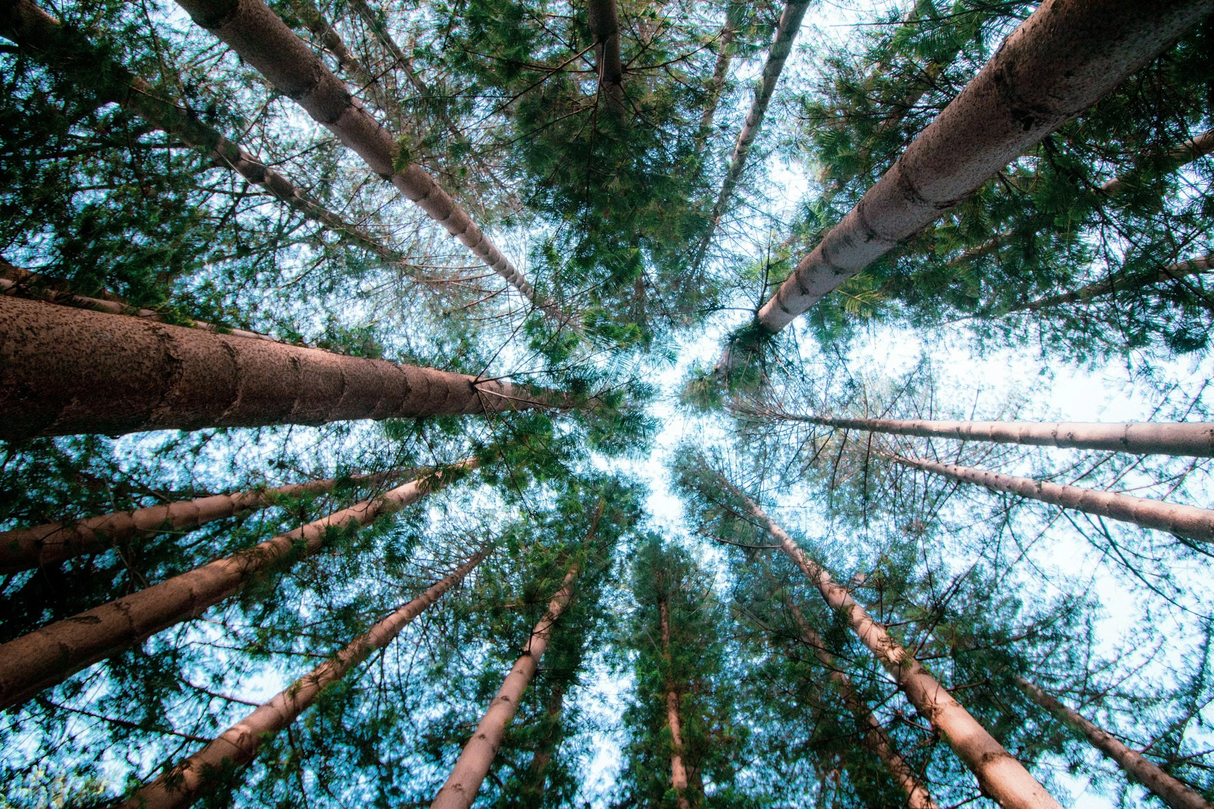 Looking up at a forest canopy with tall trees and green leaves against a blue sky.