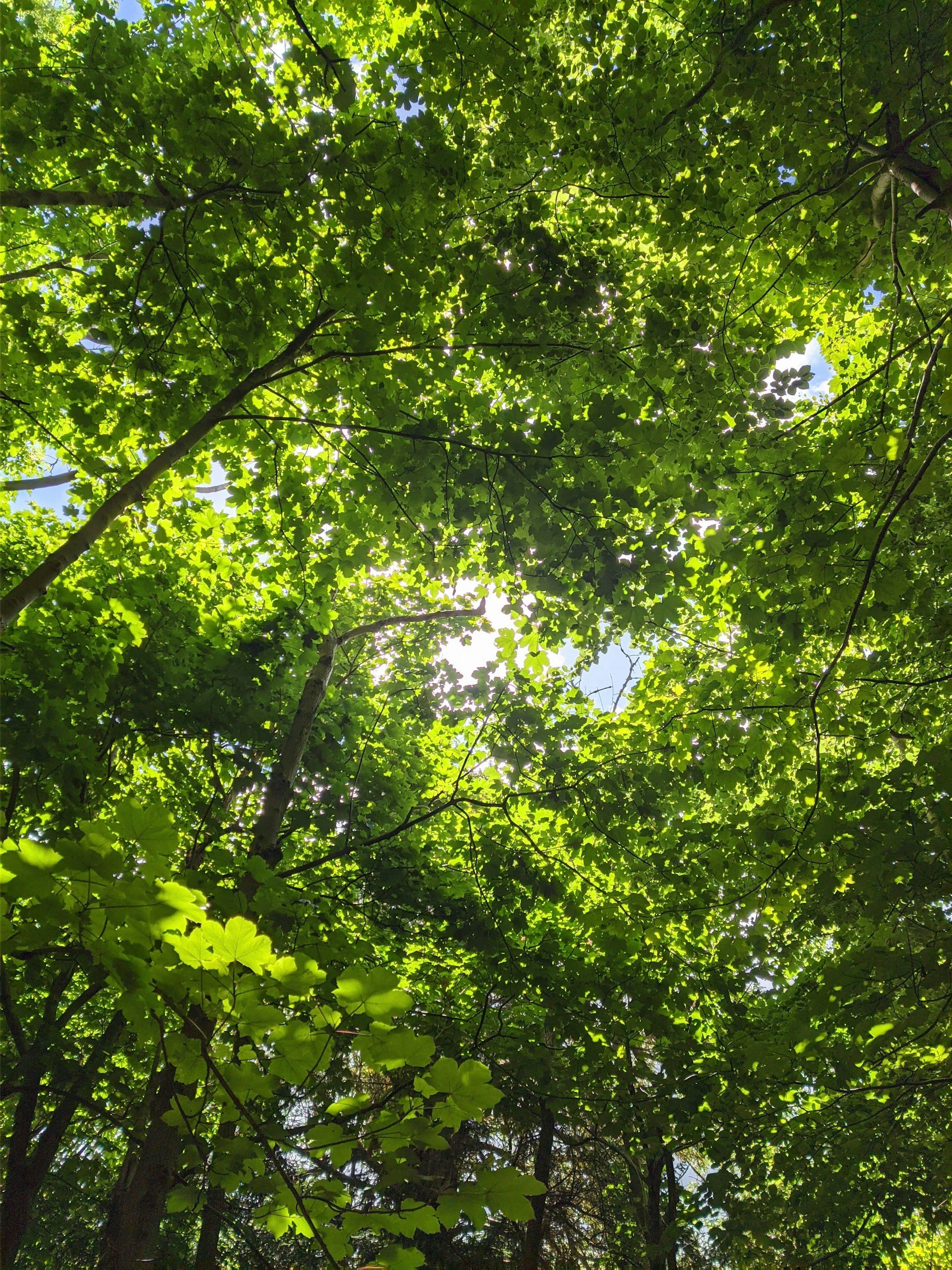 Looking up at a canopy of green leaves on trees with sunlight filtering through.