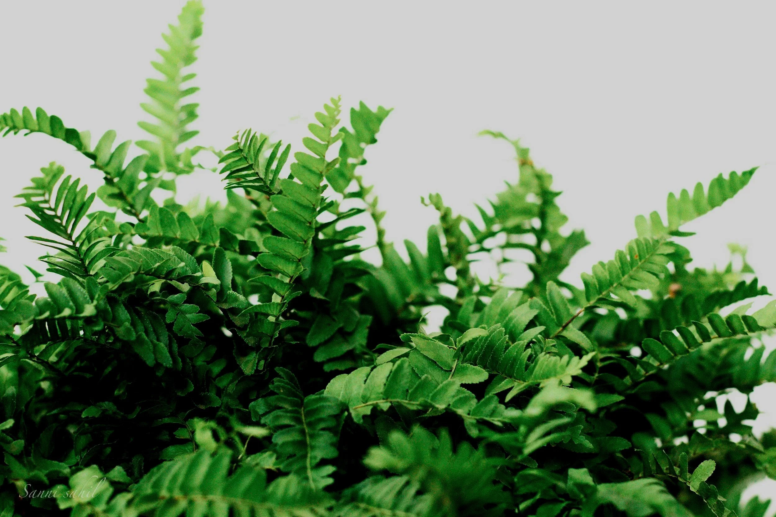 Close-up of green fern leaves against a light background.