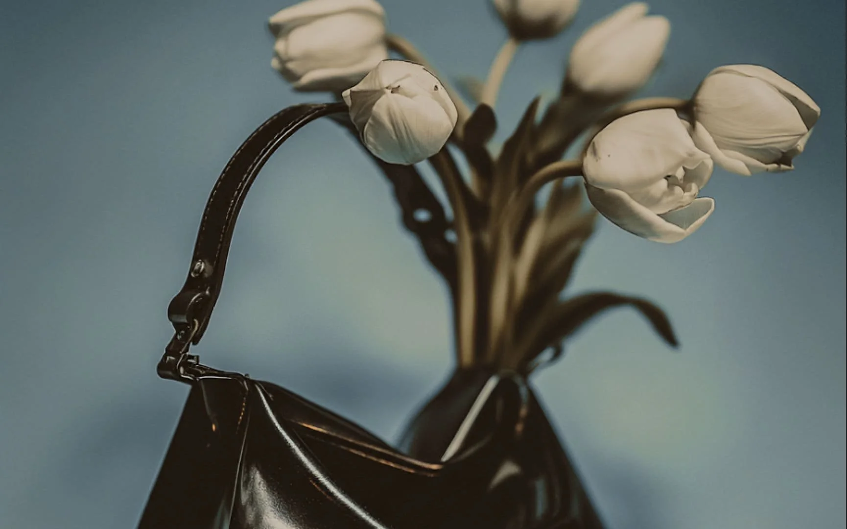 A black purse with a bouquet of white tulips inside against a bluish background.
