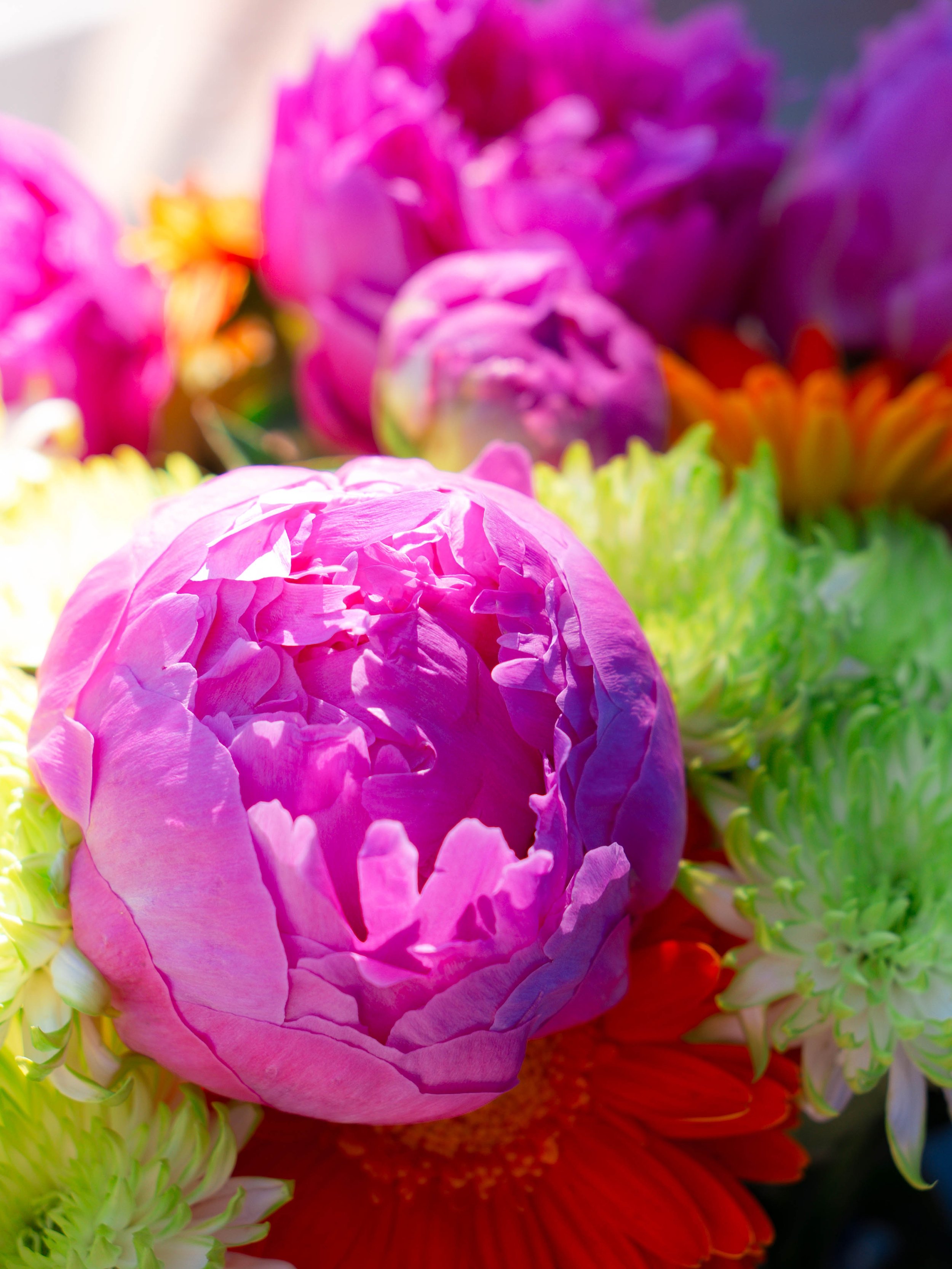 Close-up of colorful flowers including pink, purple, red, yellow, green, and white blossoms with varied petals.
