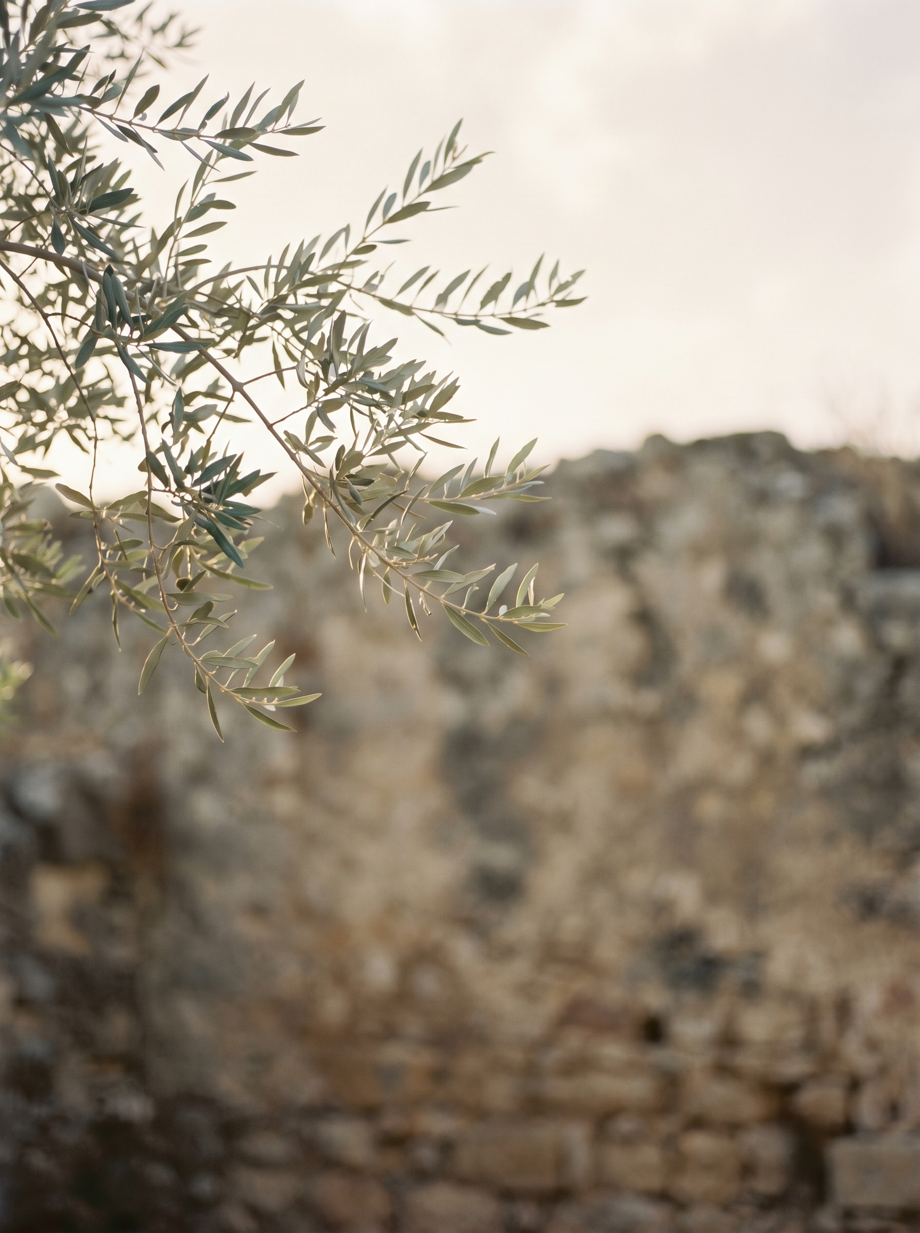 Close-up of an olive tree branch with green leaves, with a blurred rocky background and a light sky.