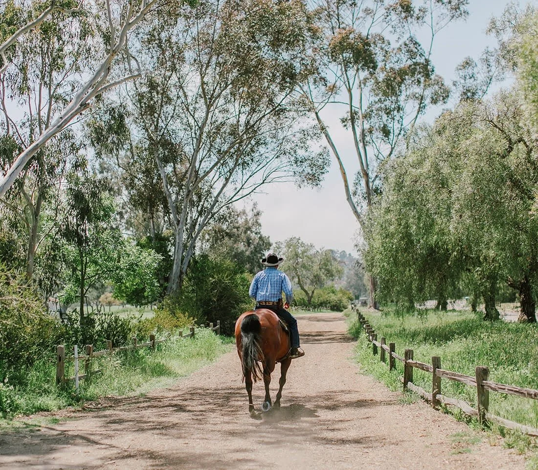 A person riding a brown horse along a dirt path lined with trees and a wooden fence on a sunny day.