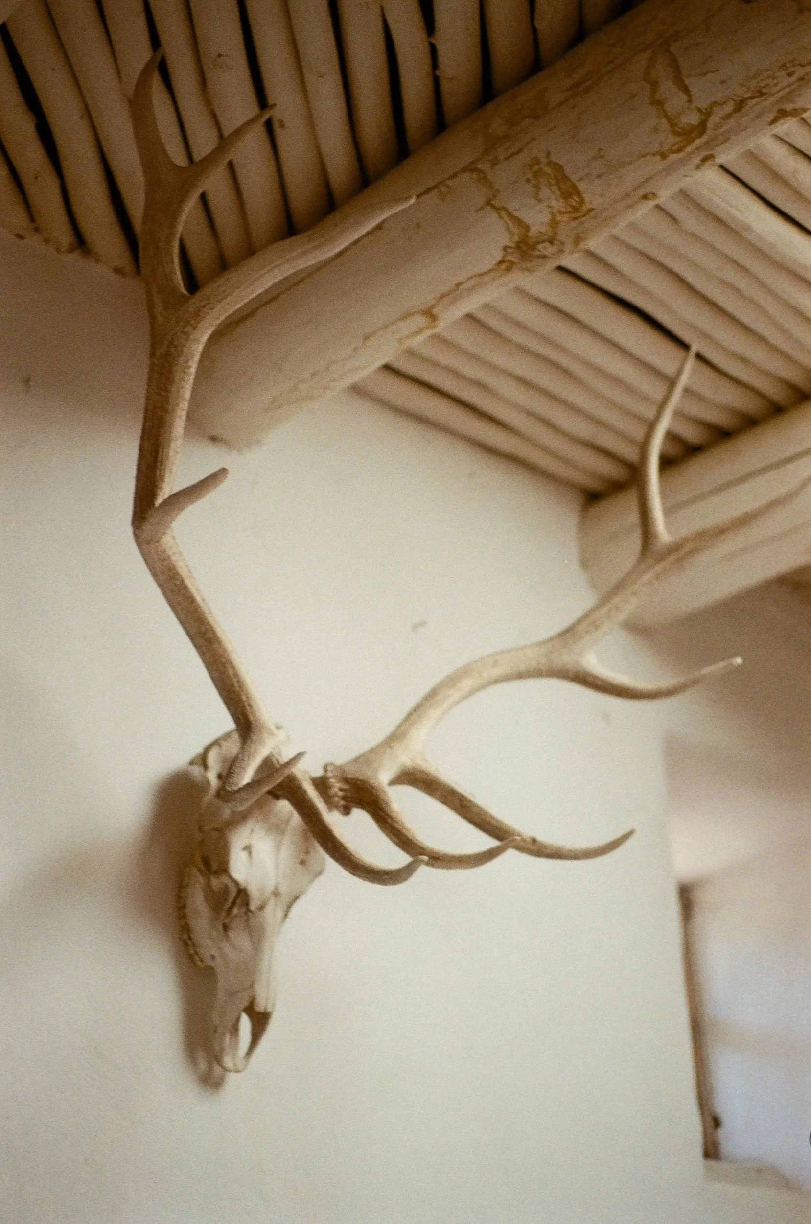 Deer Skull on Film
