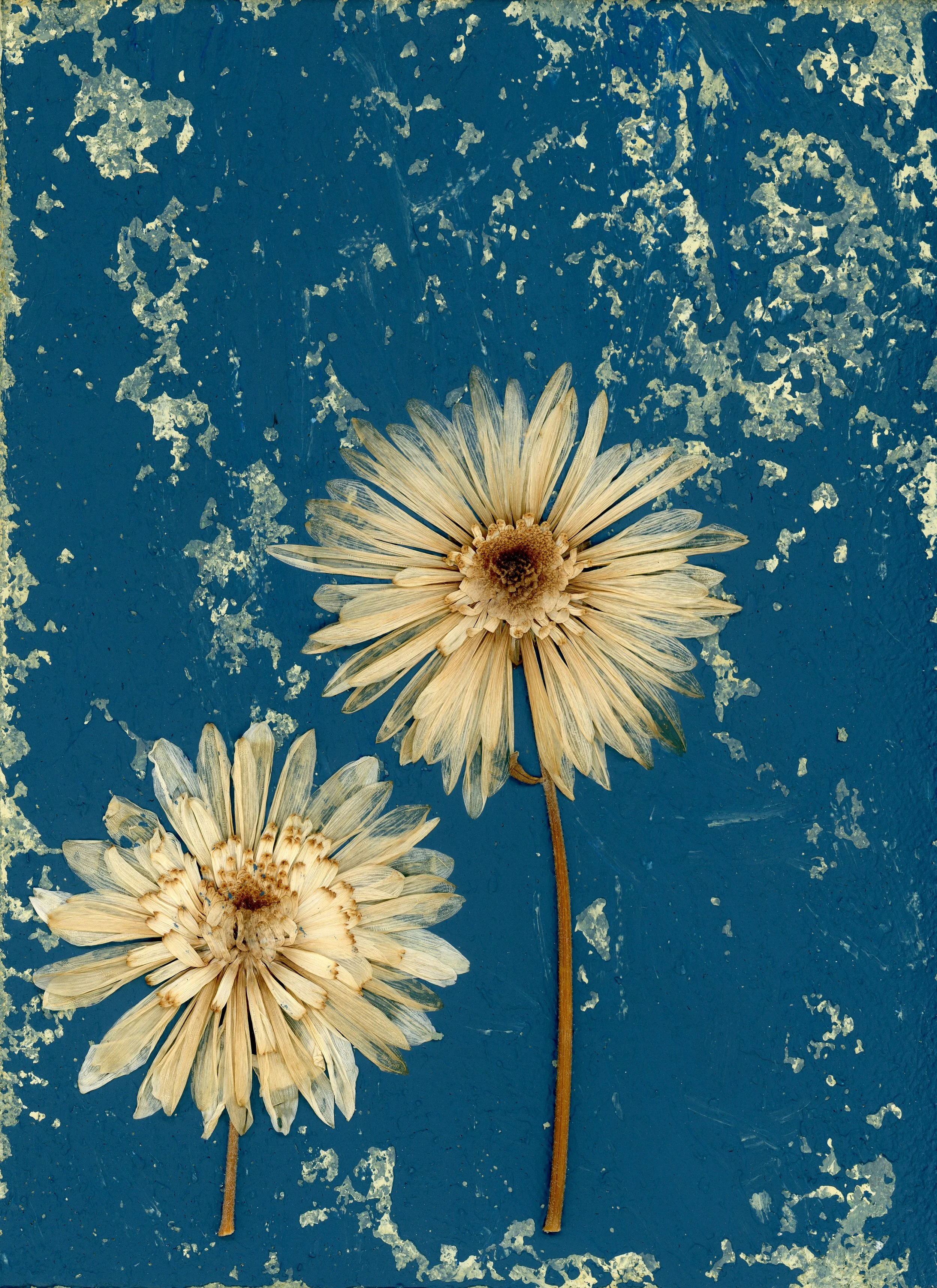 Two Wilting Daisies