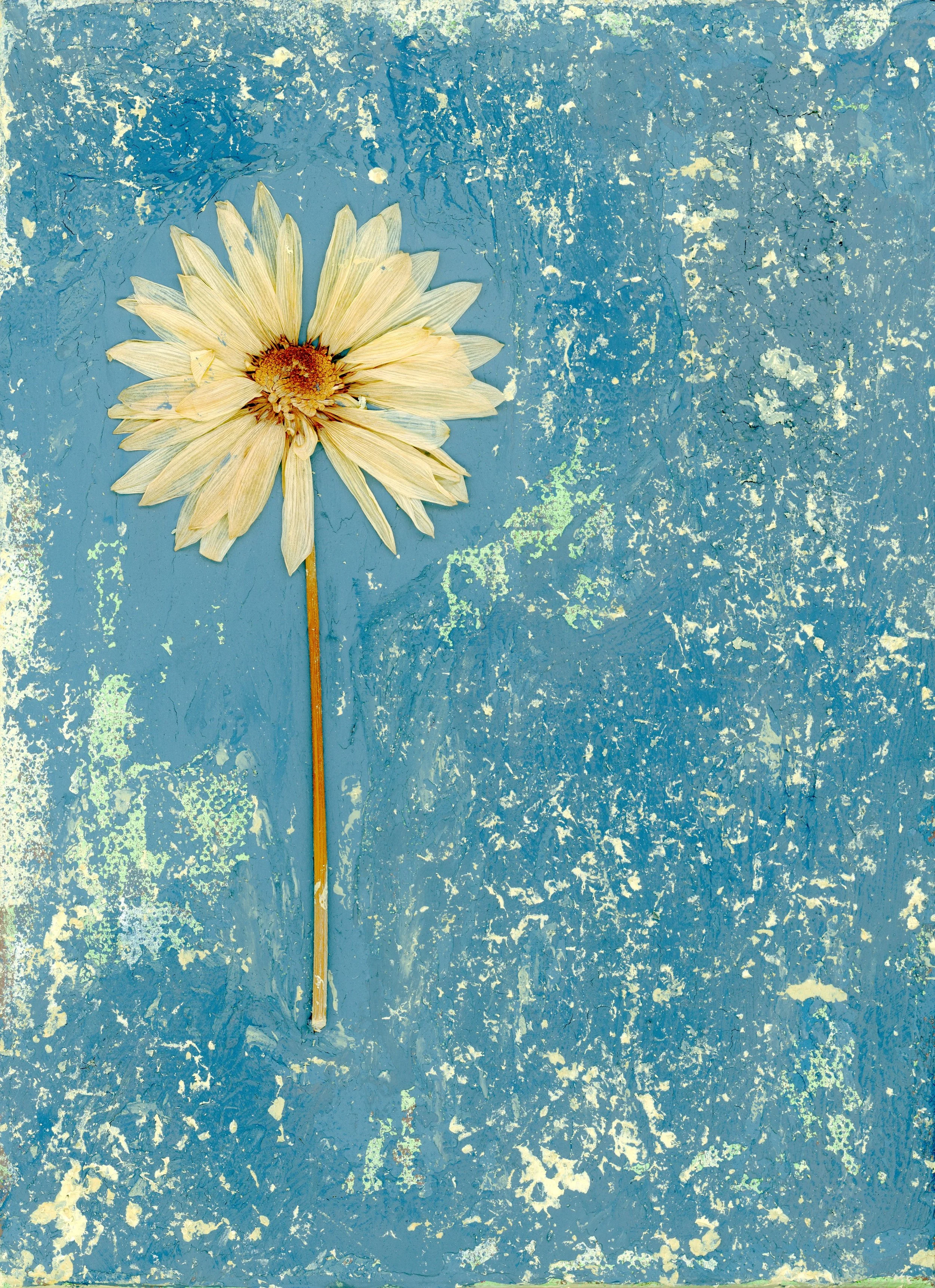 Wilting Daisy #2