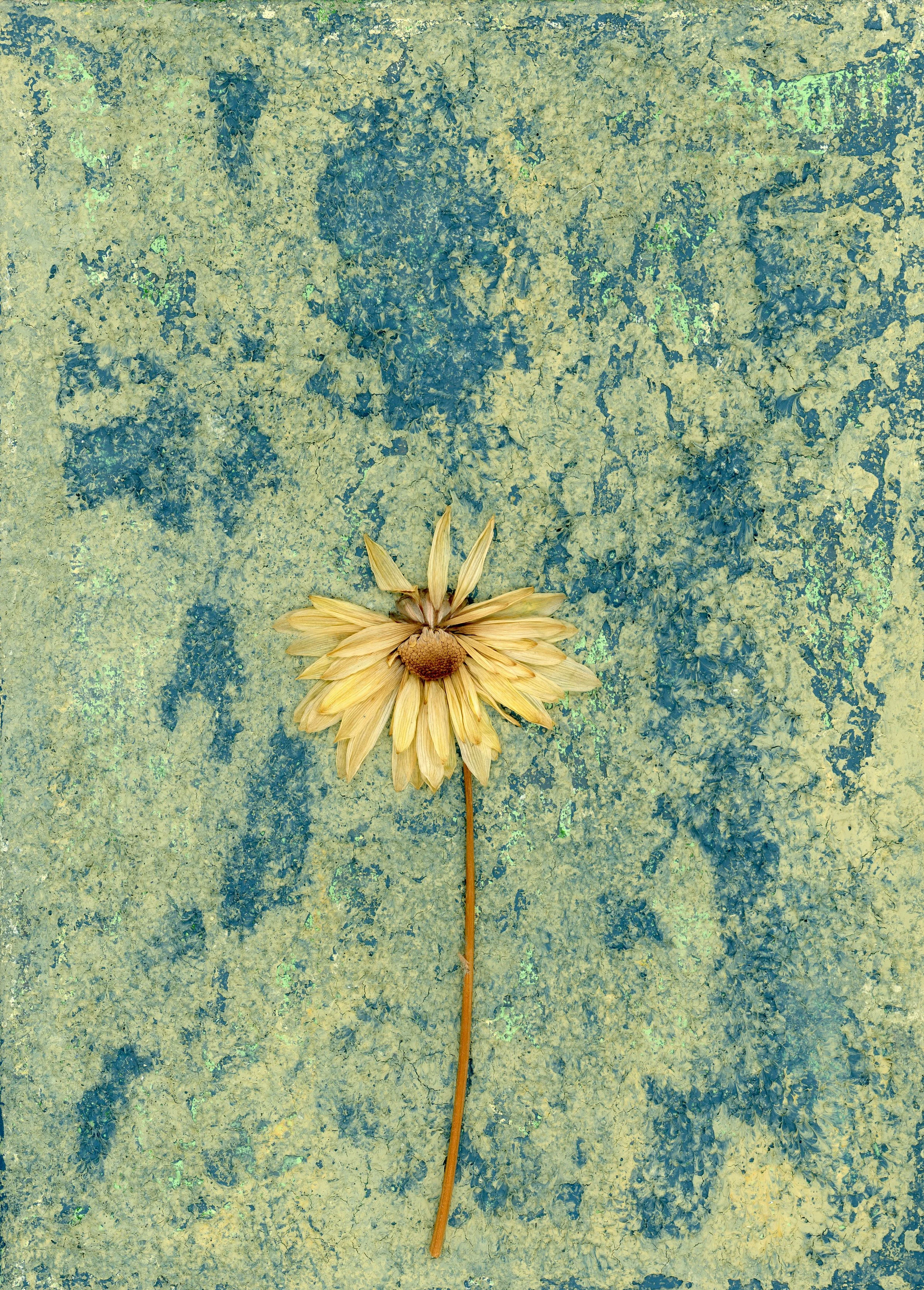 Wilting Daisy #1