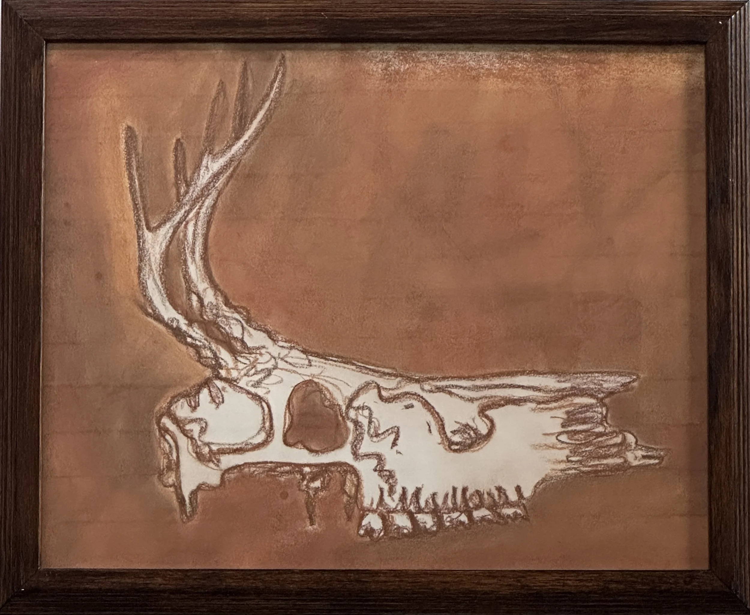 Deer Skull