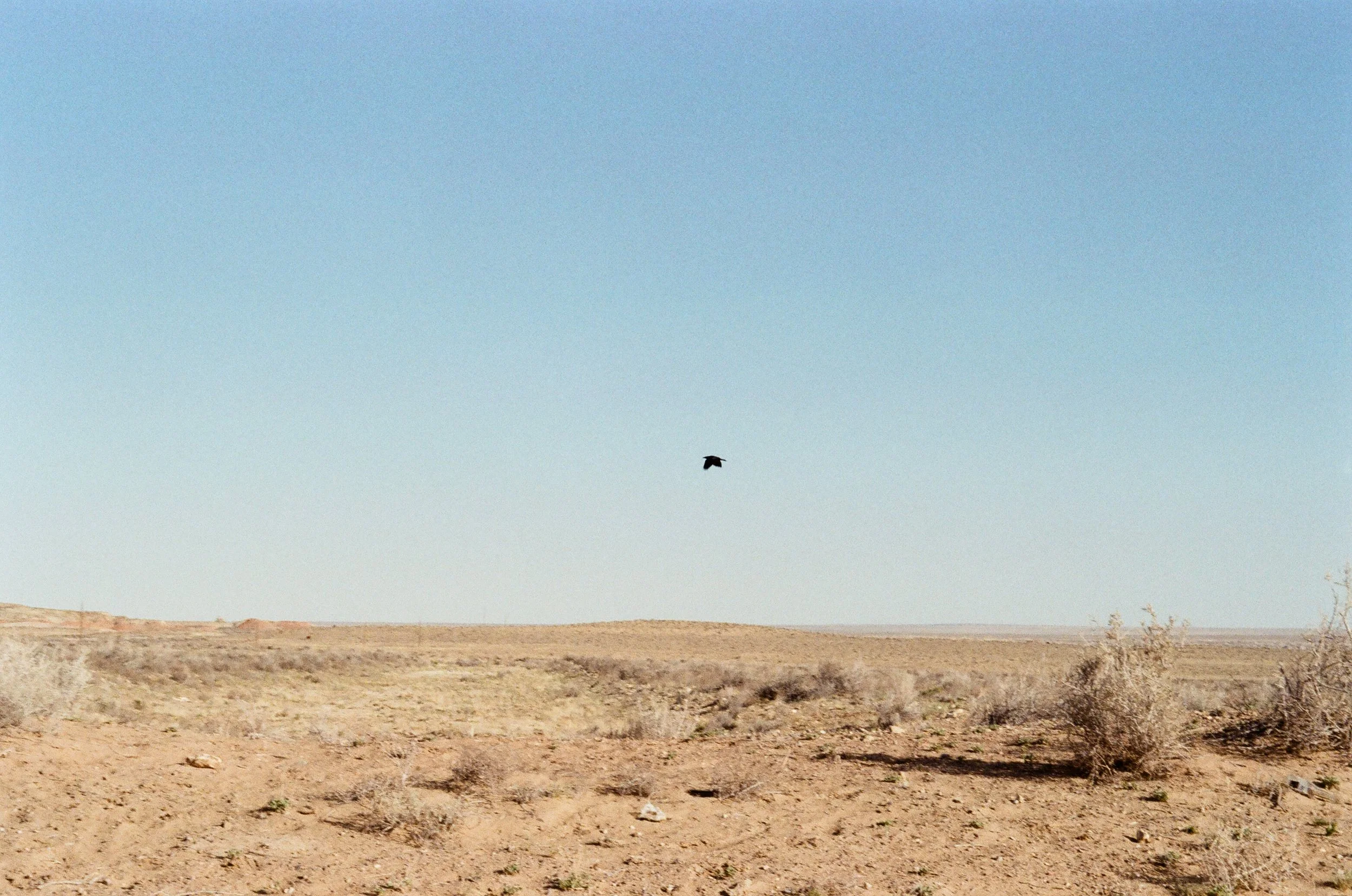 Bird Flying Over the Desert
