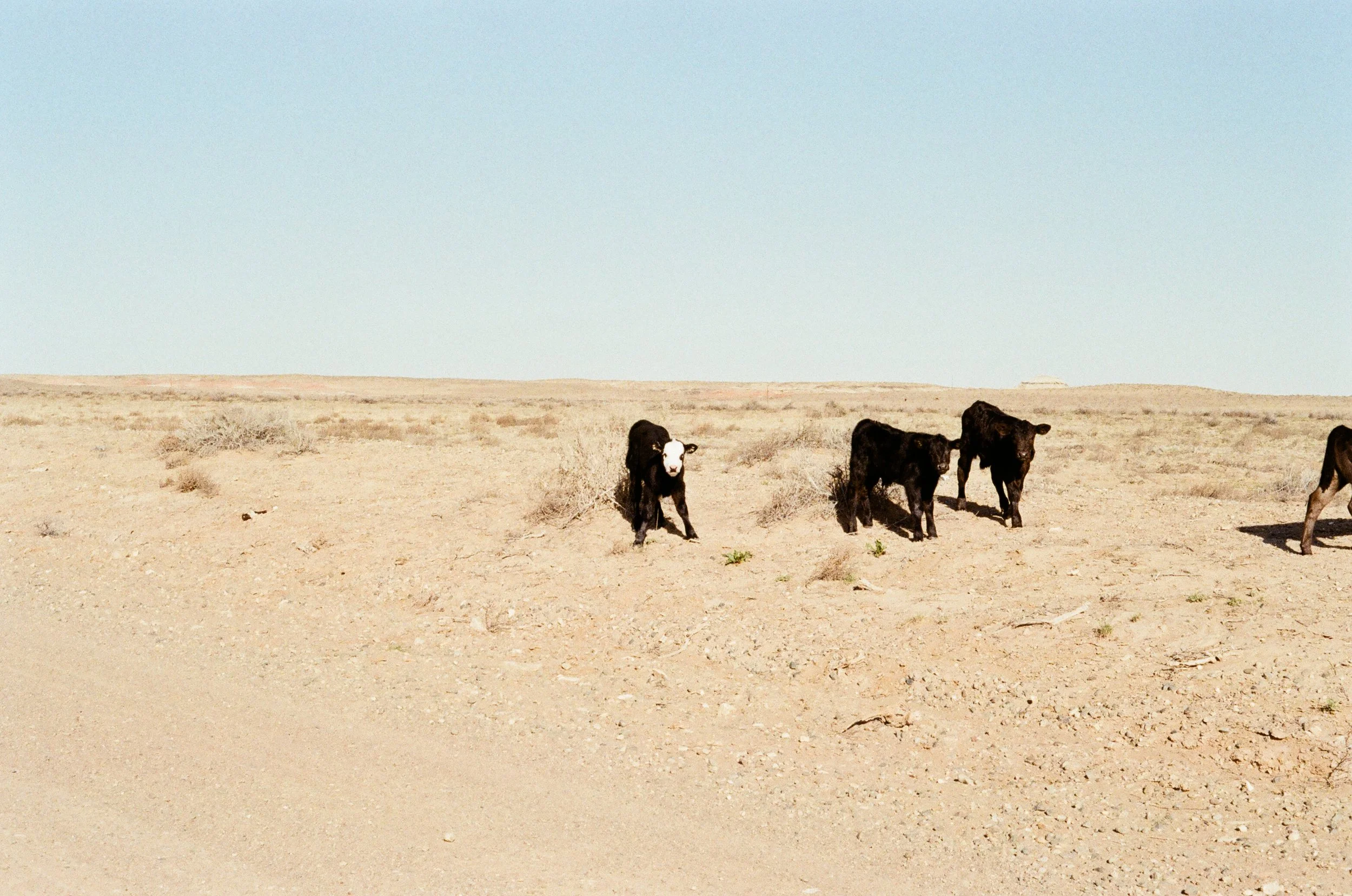 Cows in the Desert