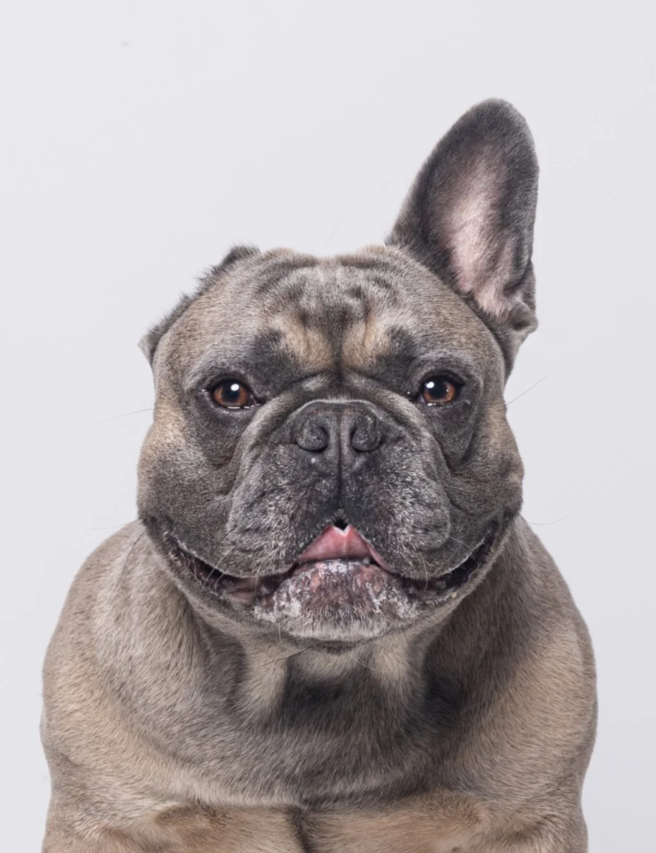 Close-up of a French Bulldog with a gray coat and one ear standing up, against a light gray background.