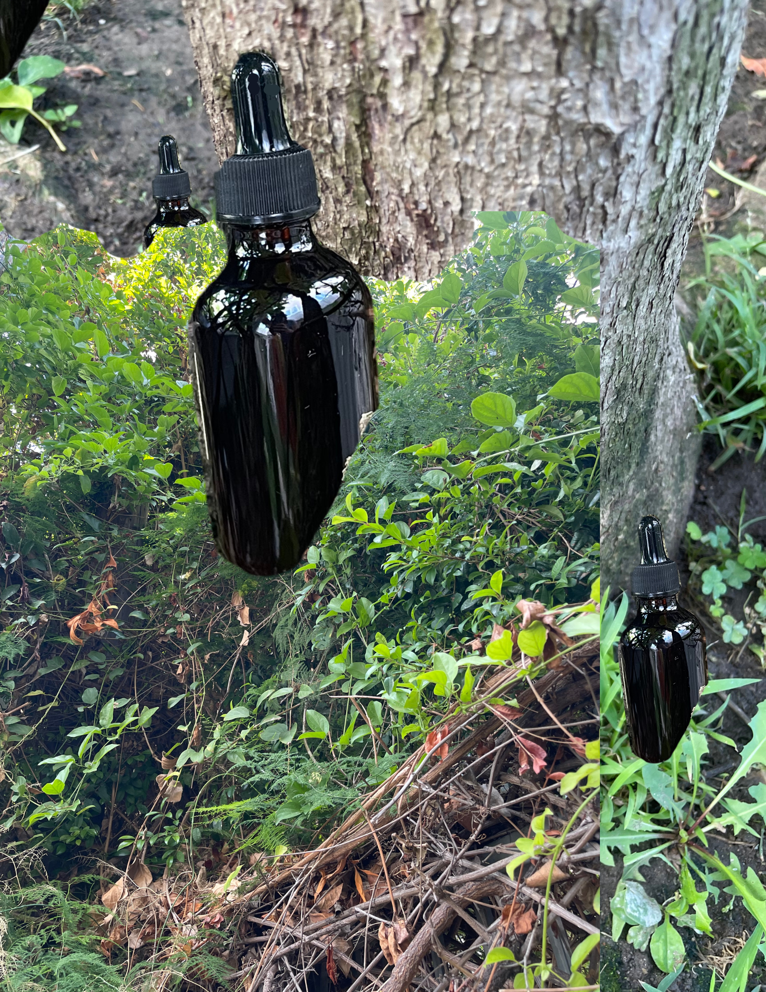 Mushroom Glycerite