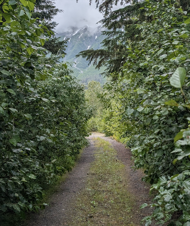 Medicine & Movement: A Traditional Medicine Walk