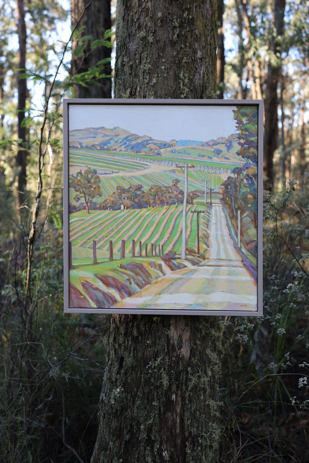 Old Toolangi Road, Dixon Creek.