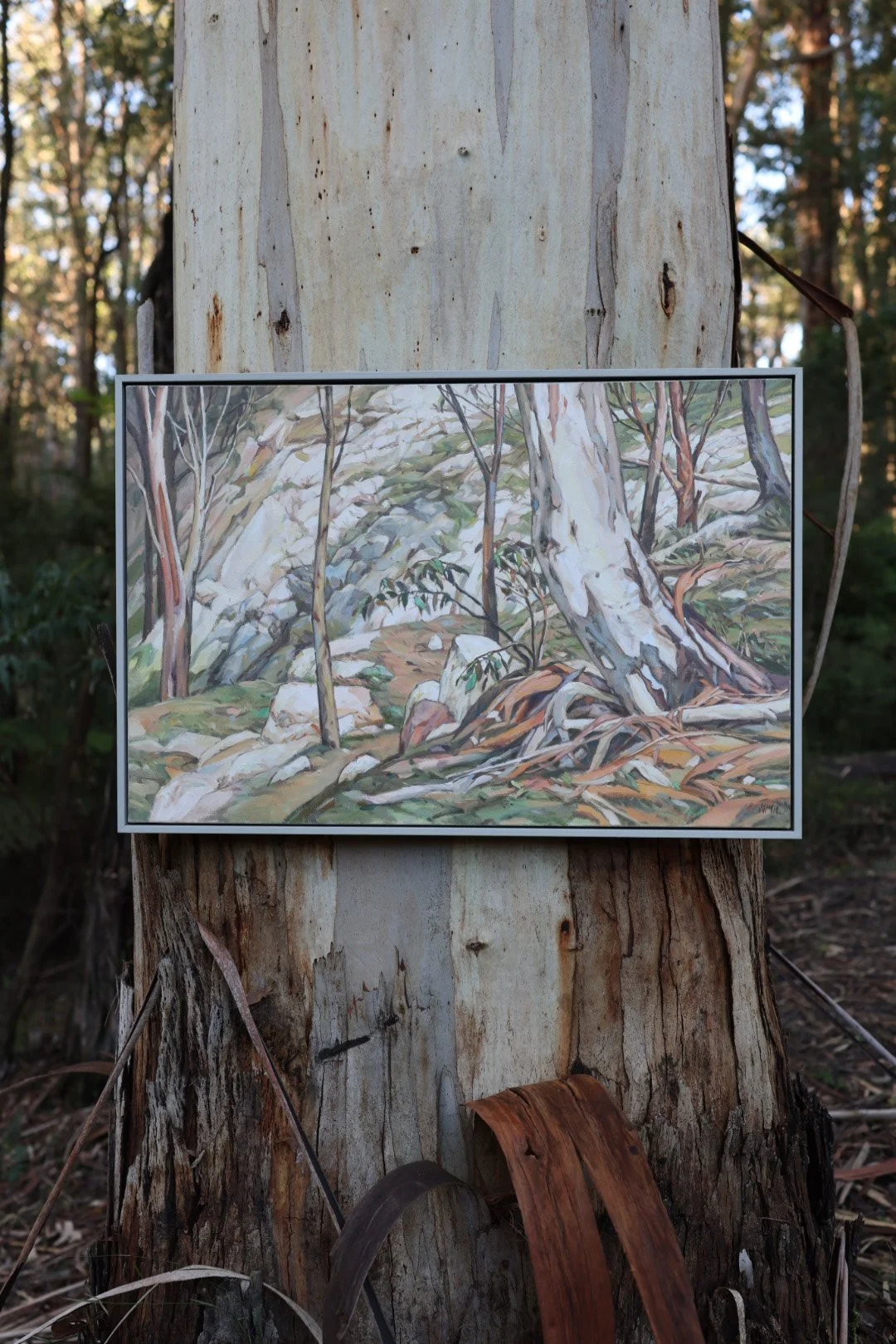 Trunk Study,  Conglomerate Gully