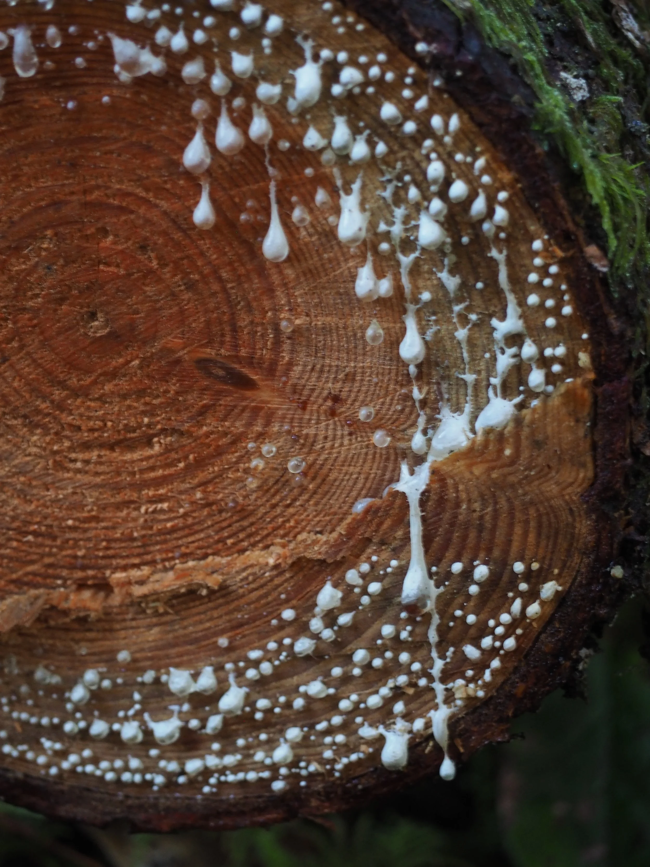 Close-up of a tree trunk with white fungi growing on the surface.