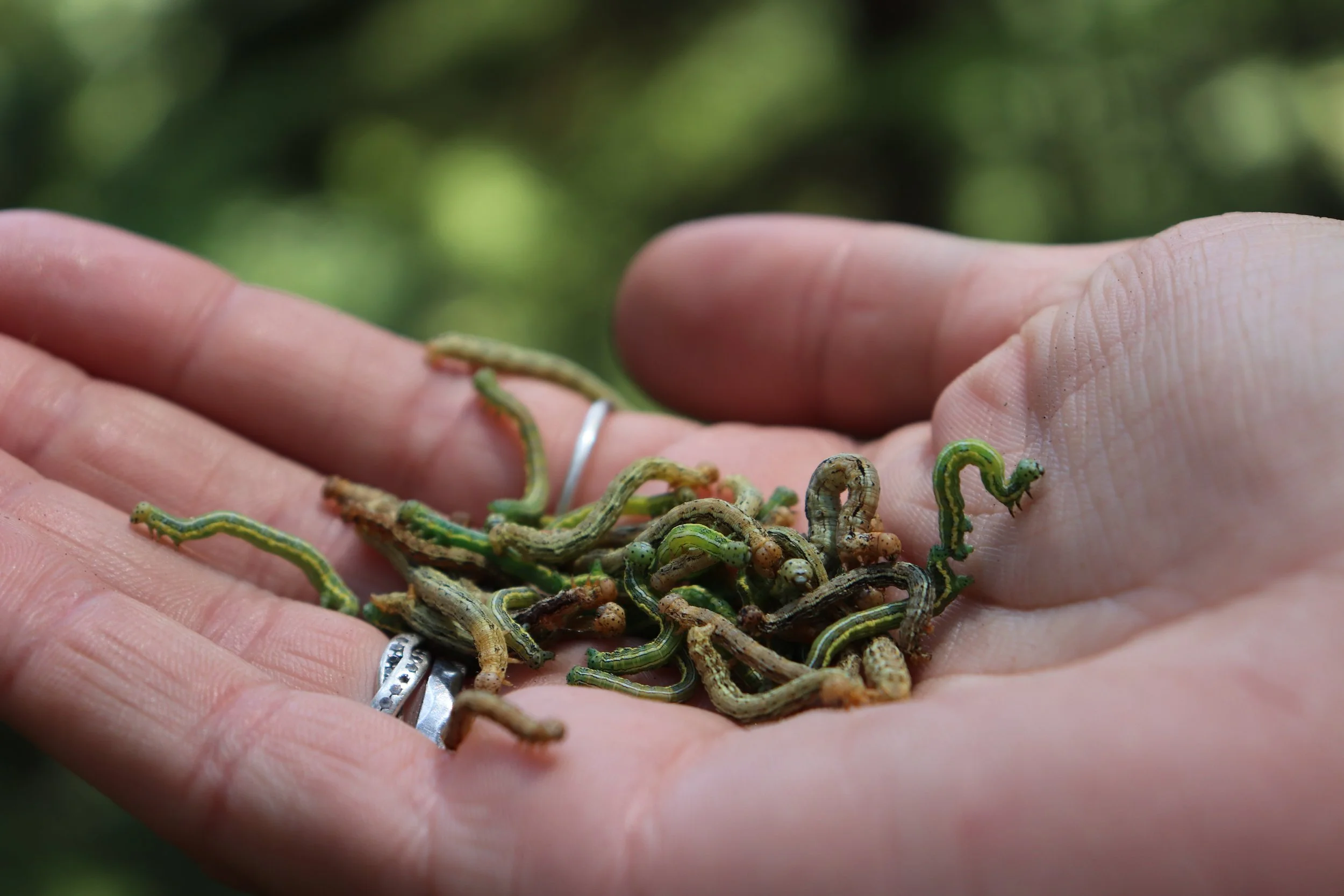 Close-up of a person's hand holding numerous small, green caterpillars with long, thin bodies and slight color variations. The background is blurred greenery.