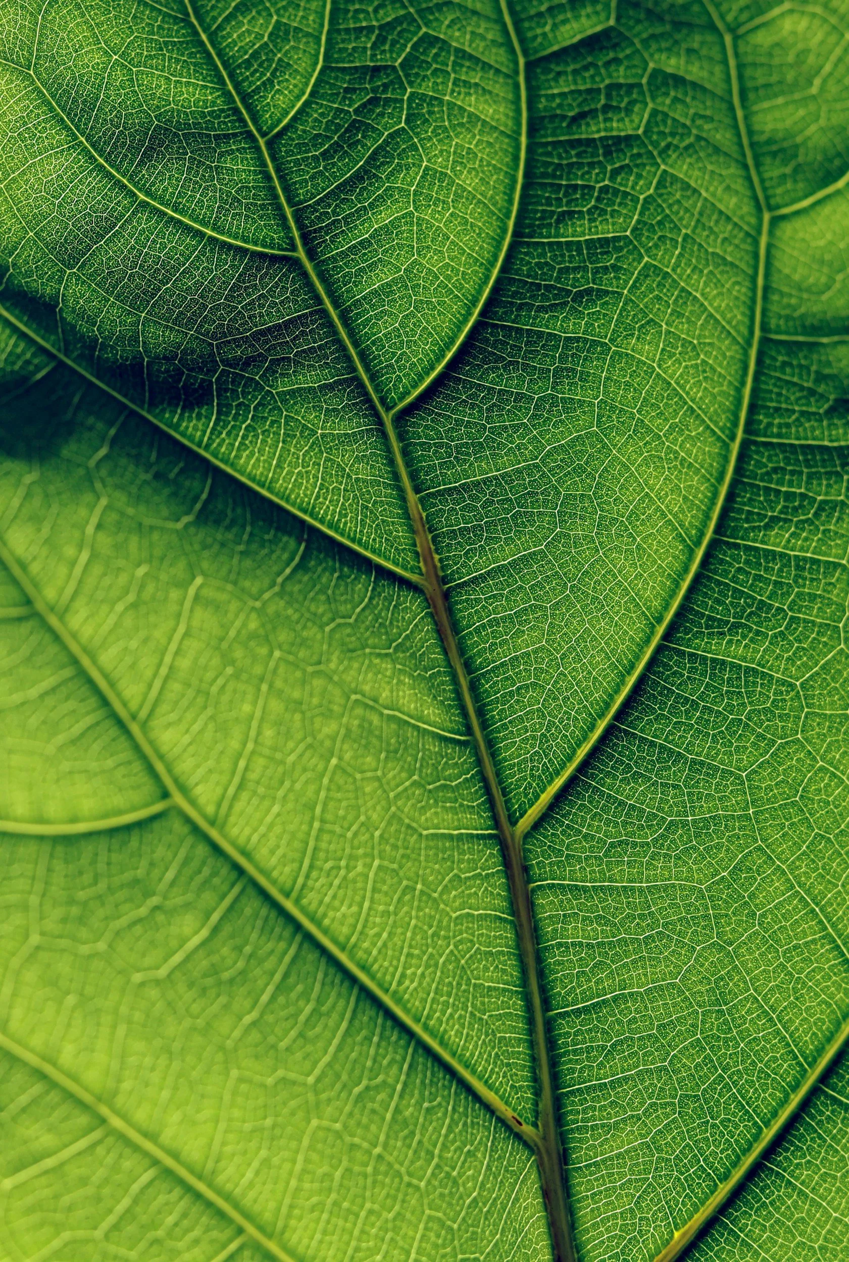 Close-up of a green leaf showing detailed vein structure and texture.