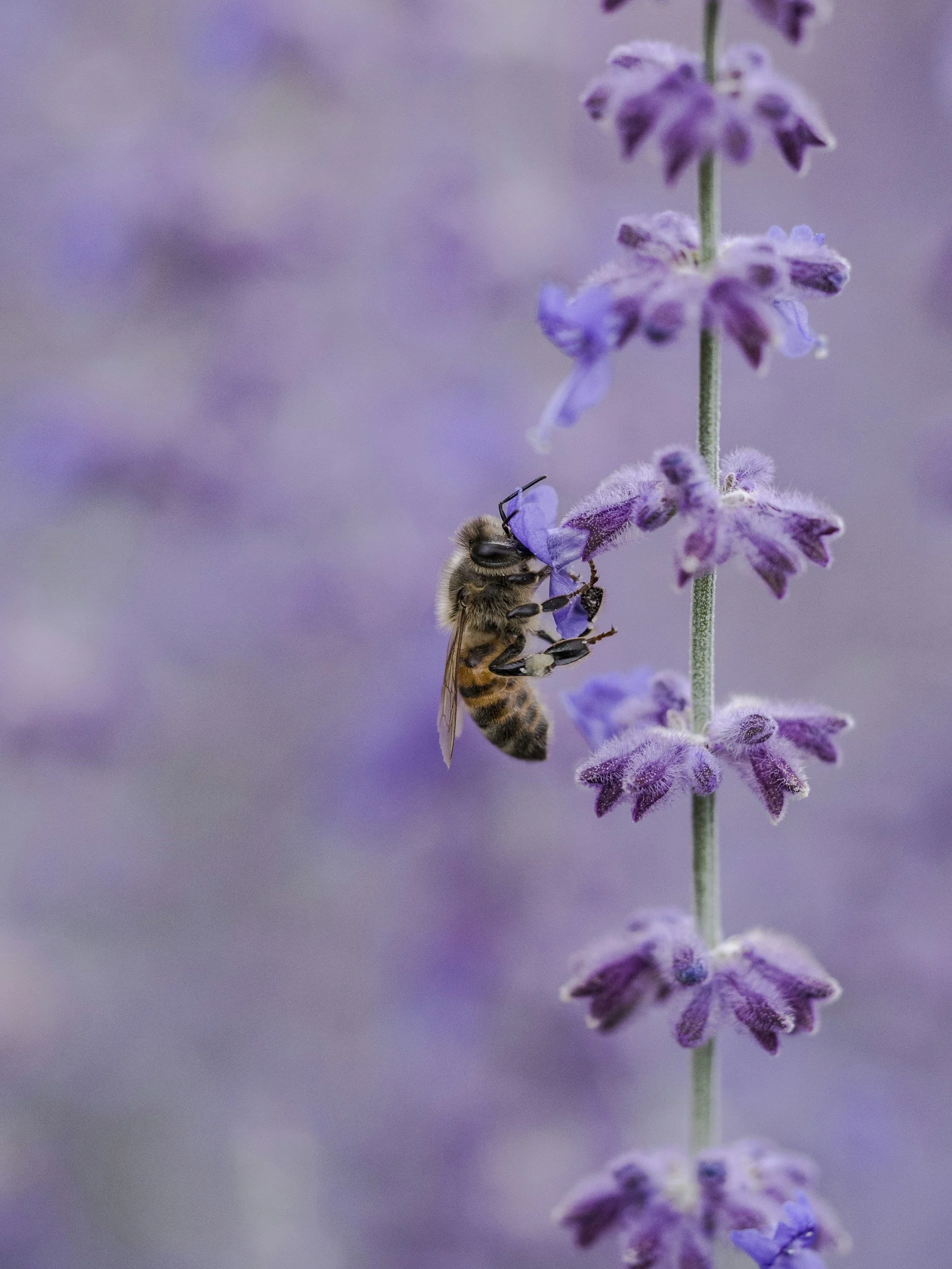 Close-up of a bee pollinating a purple flower, with a blurred purple background.