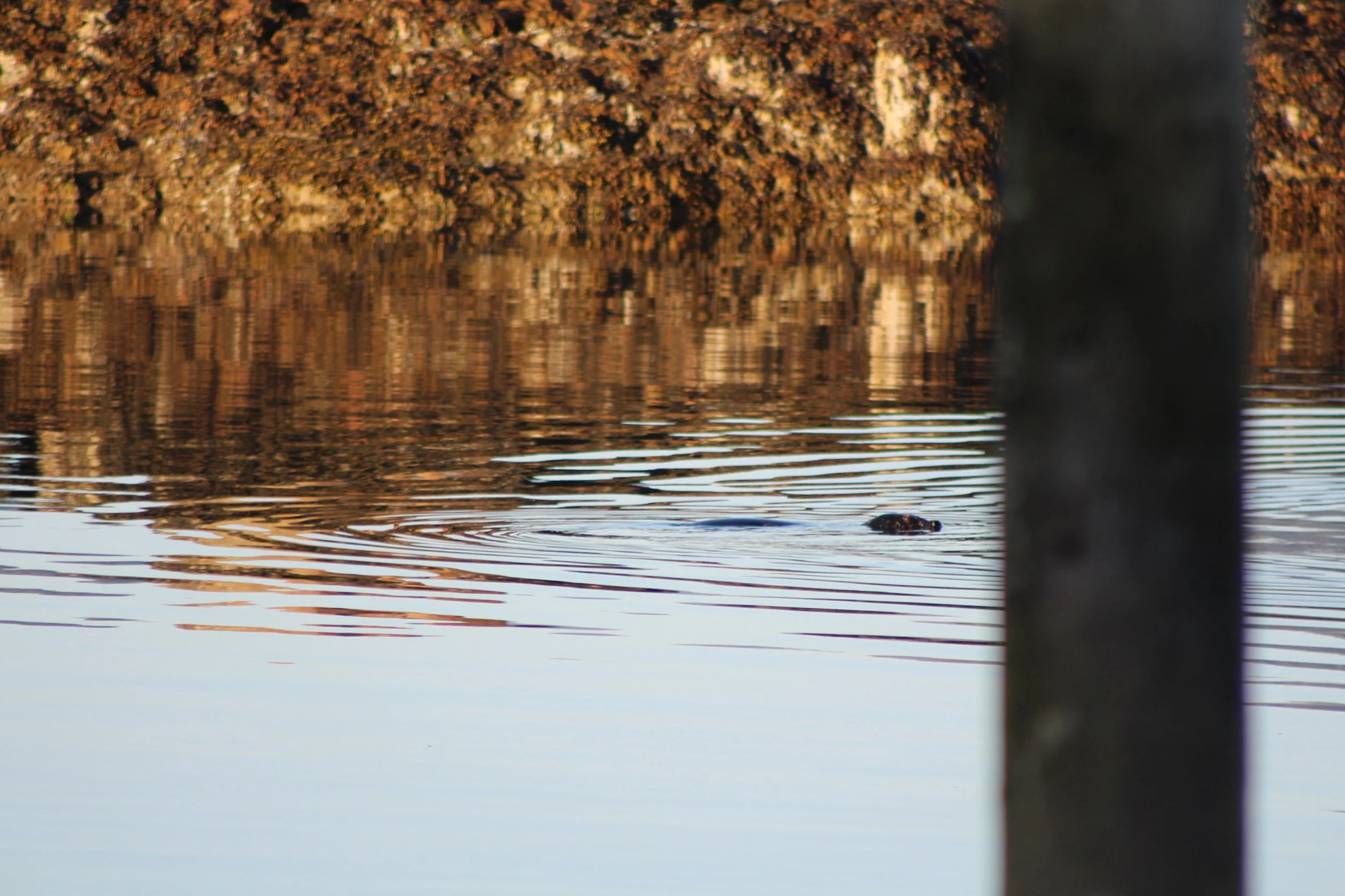 Seal
