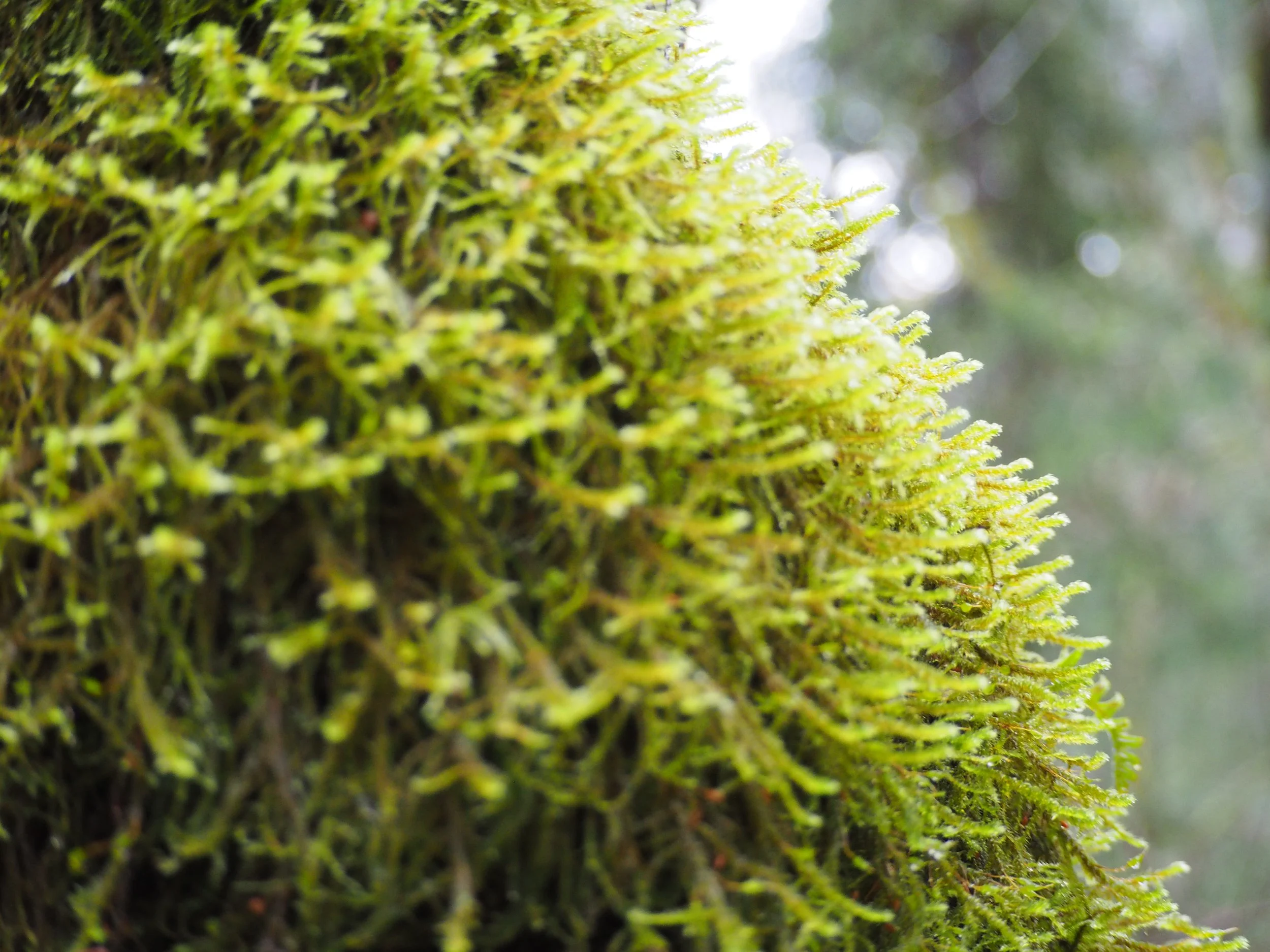 Close-up of a moss-covered tree trunk in a forest, with a blurred background of trees and sky