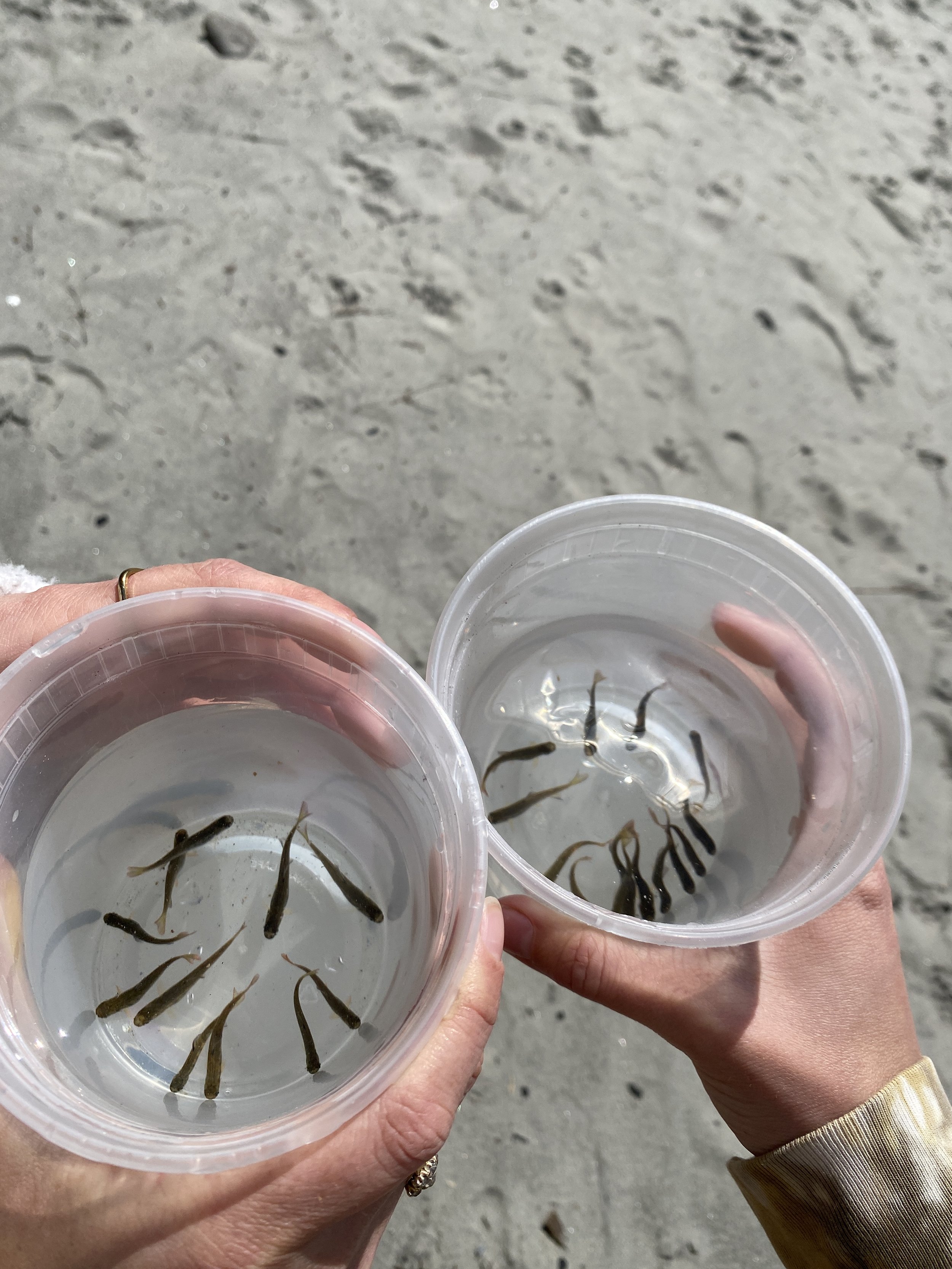 Two hands holding clear plastic cups with water and small fish, on a sandy beach.