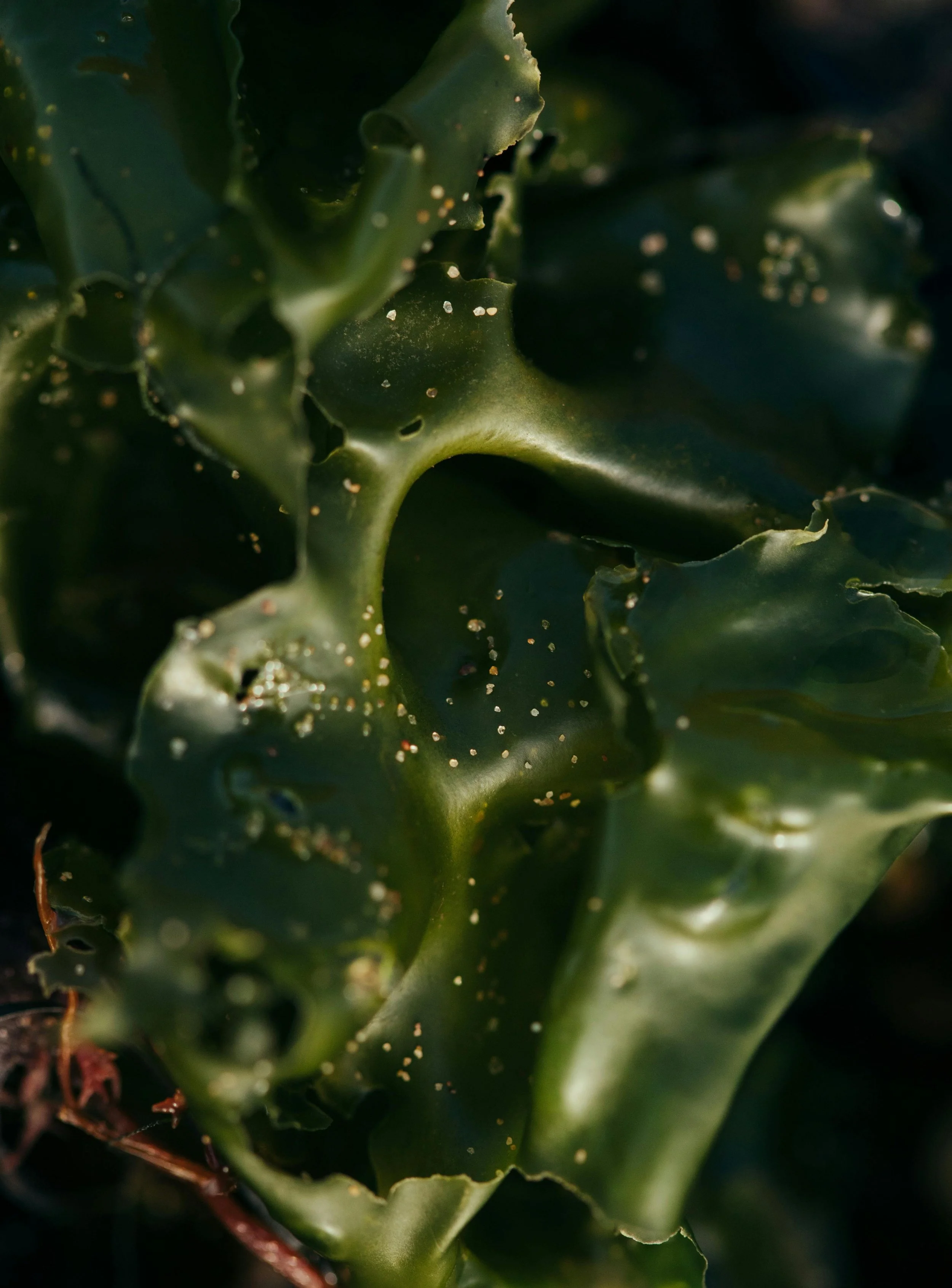 Seaweed Lesson