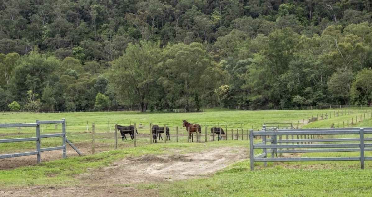 A fenced pasture with five horses grazing, surrounded by lush green trees and a forested hillside in the background.