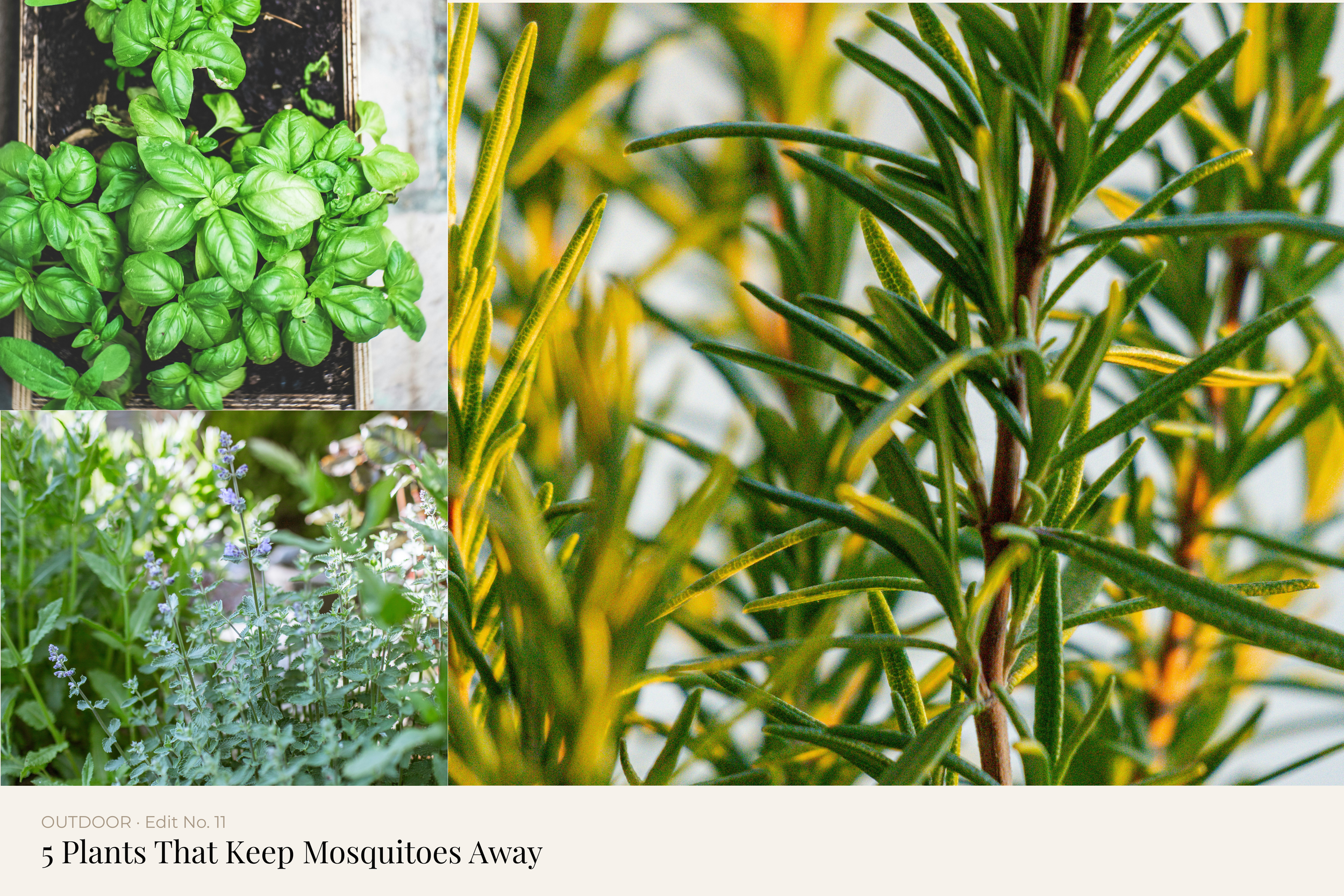 5 Plants That Keep Mosquitoes Away 