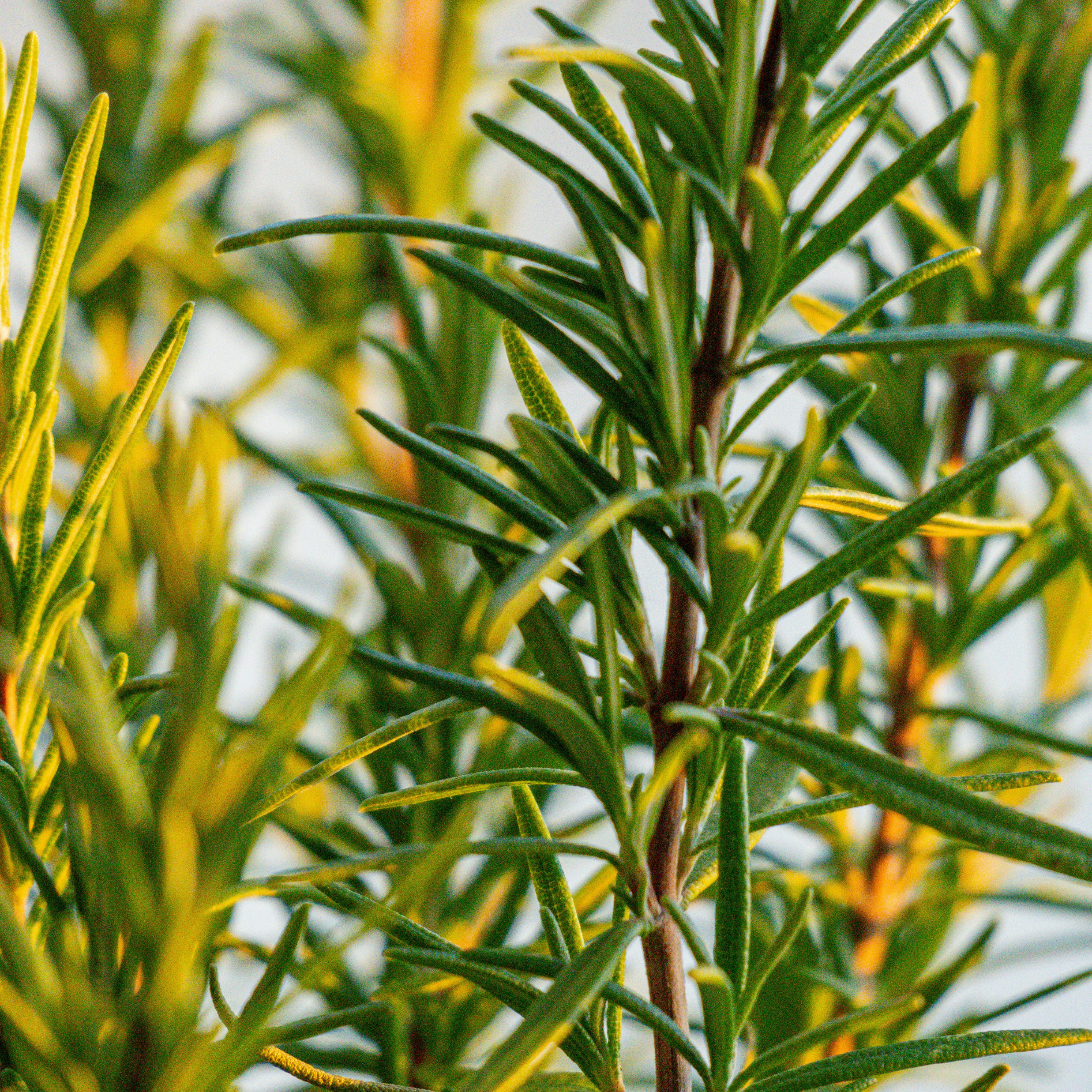 Rosemary