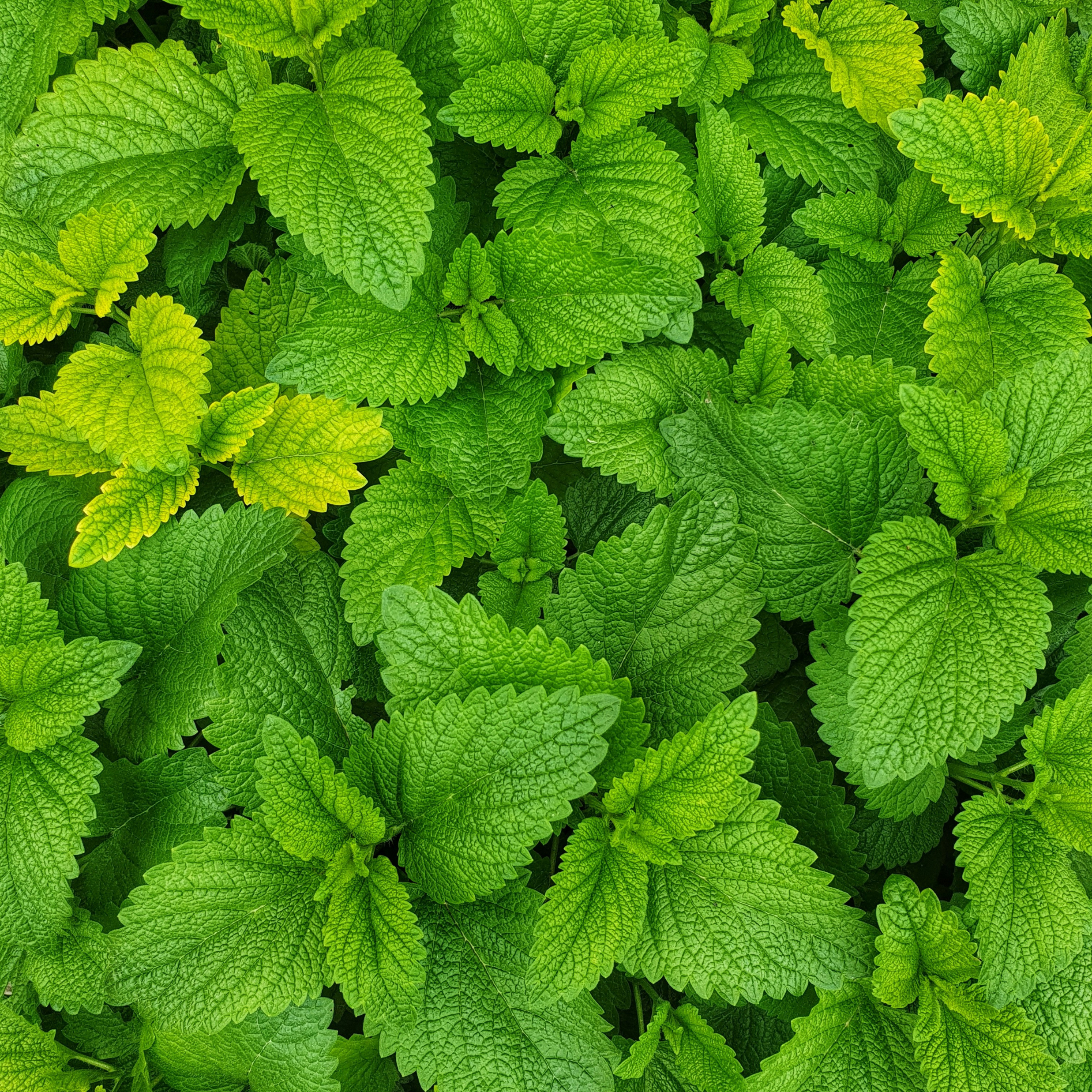 Lemon Balm