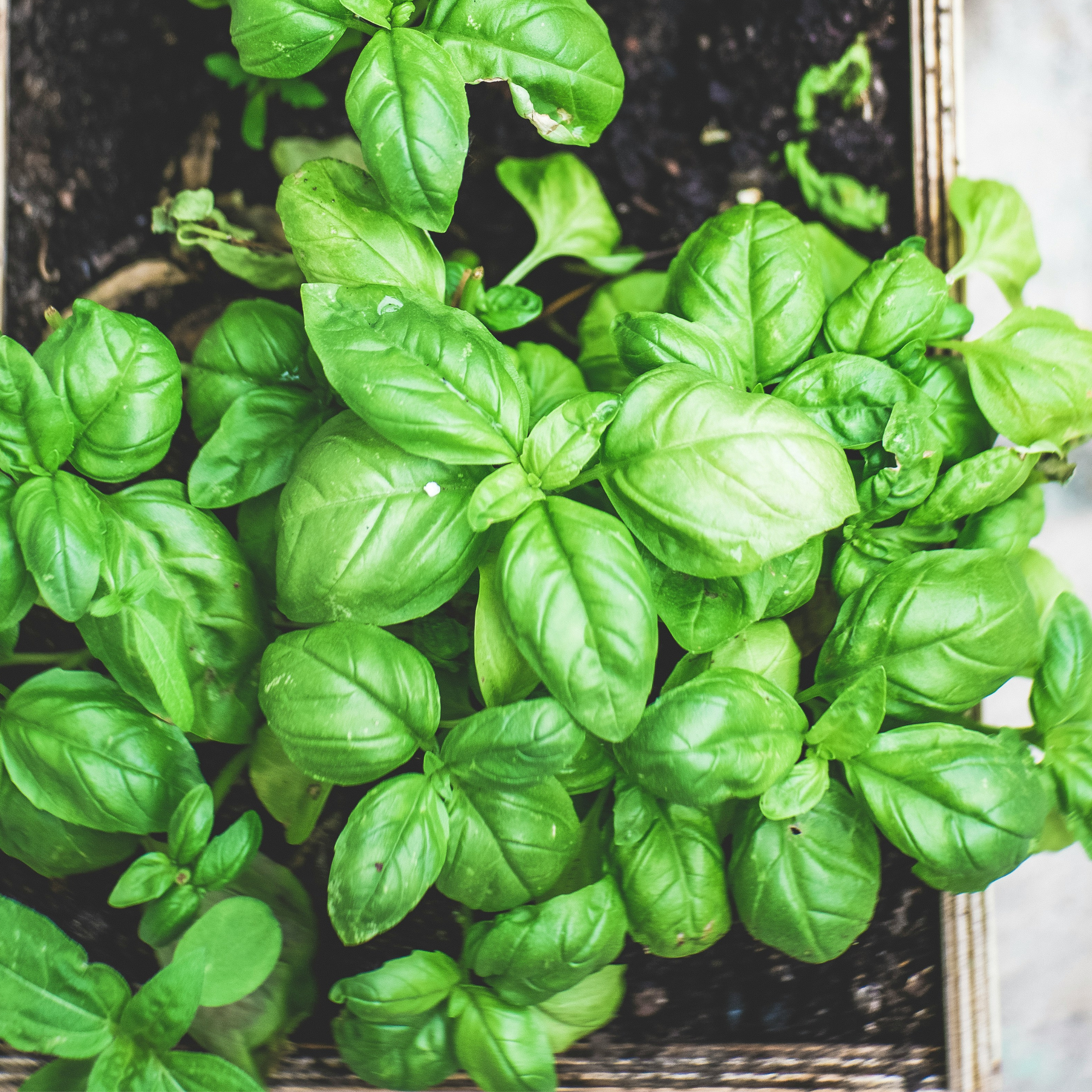 Basil