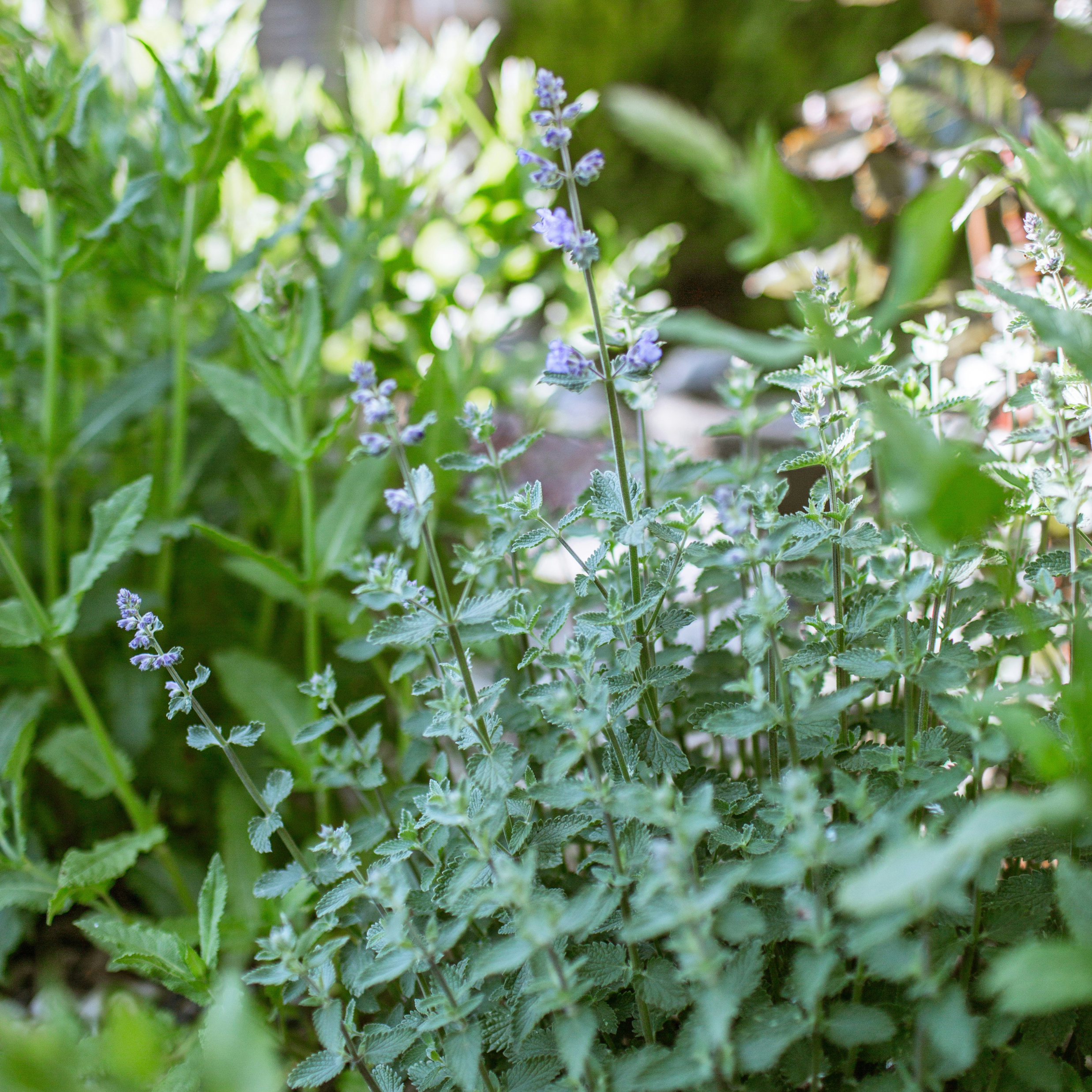 Catnip