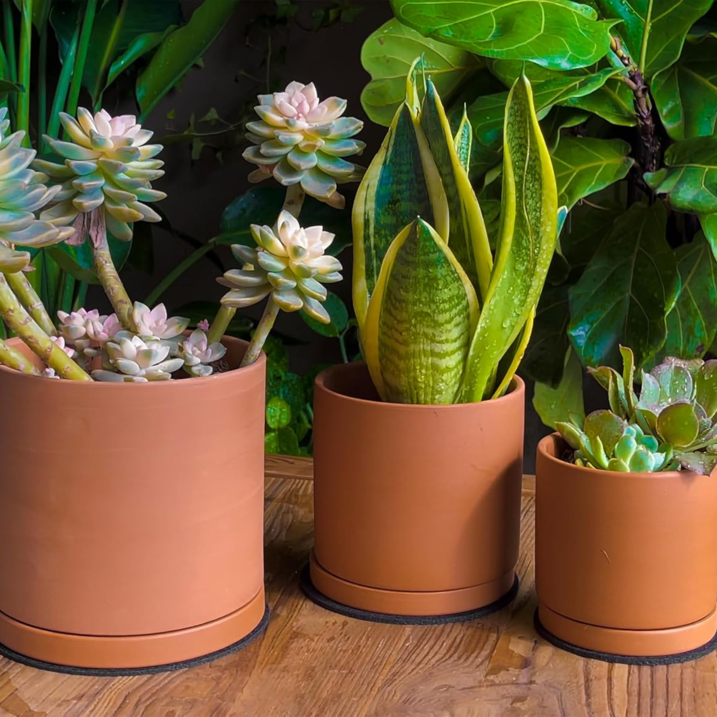 Terracotta Pots