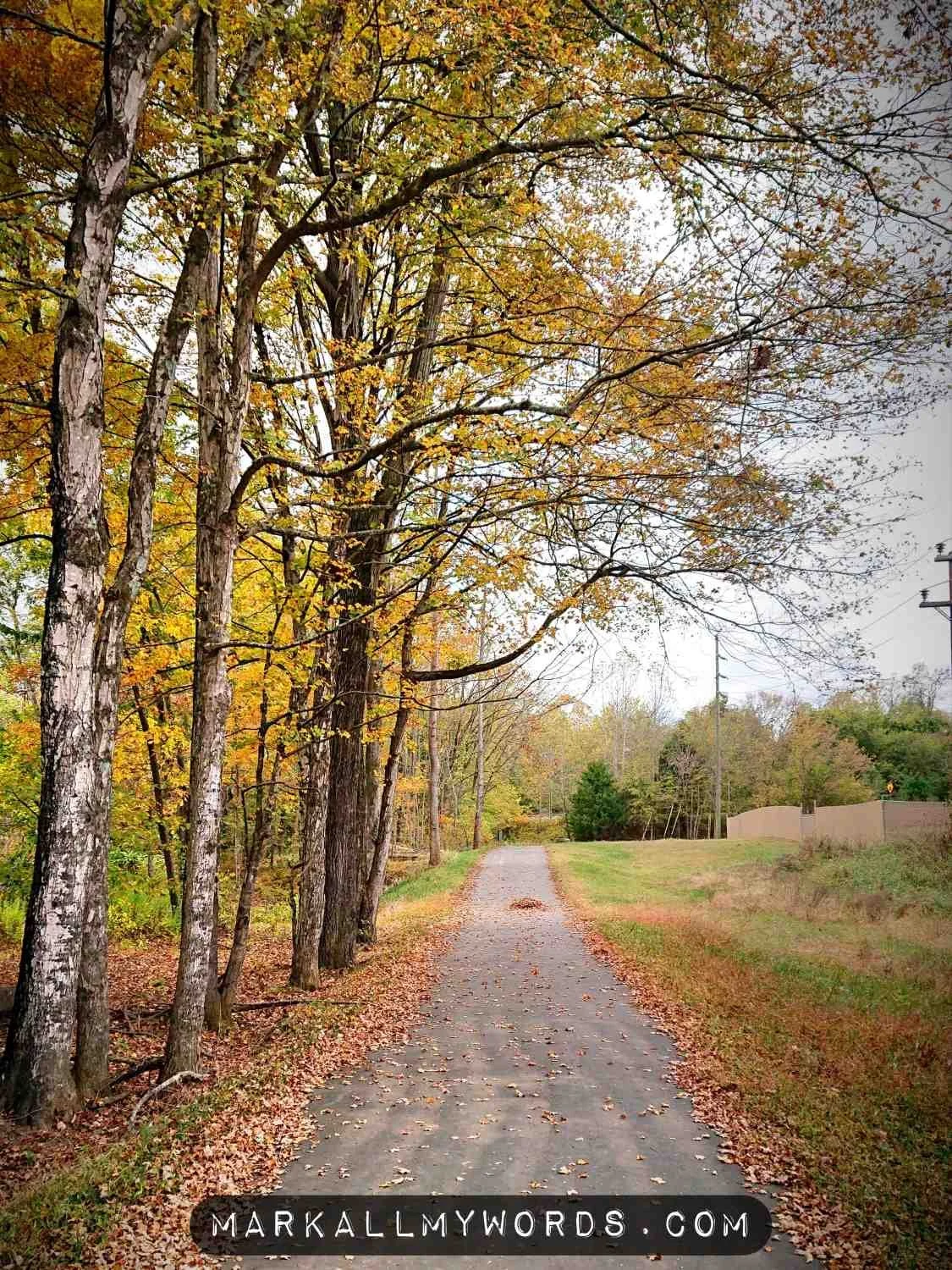 A peaceful, narrow, paved country road lined with trees showing autumn leaves. Fallen leaves scatter on the ground. A fence and utility poles are visible on the right.