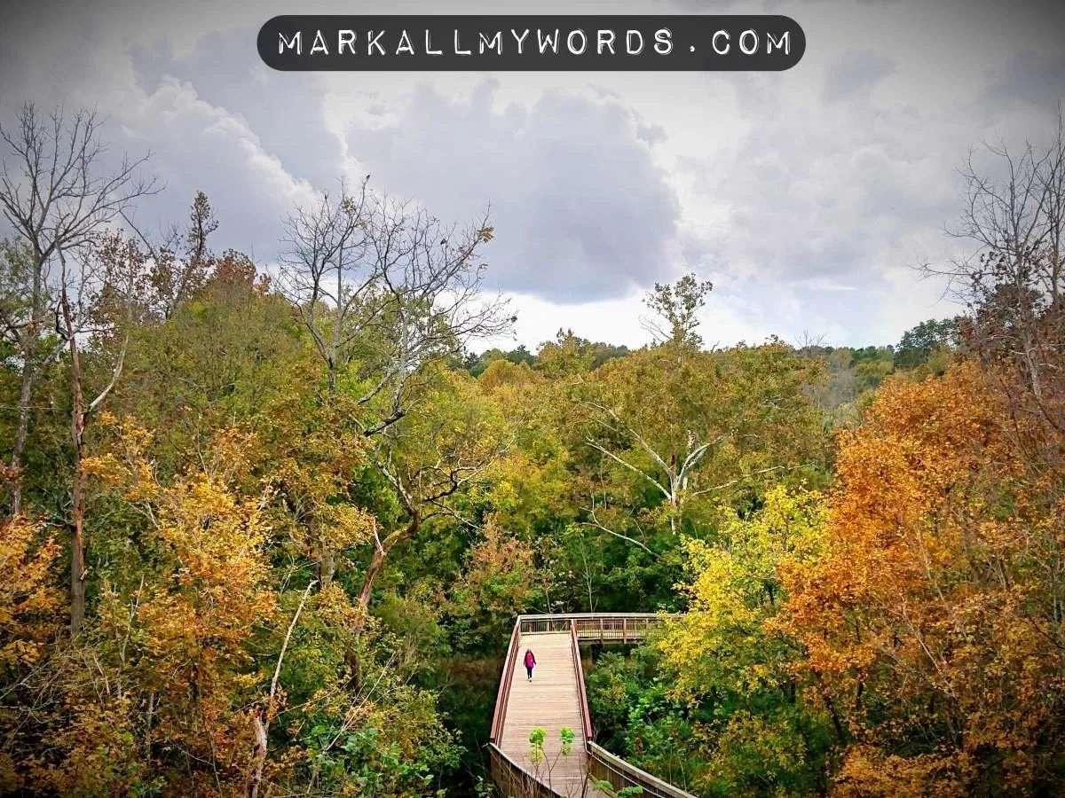 A person walking on a wooden bridge in a forest during fall with trees showing colorful autumn leaves, under a cloudy sky.