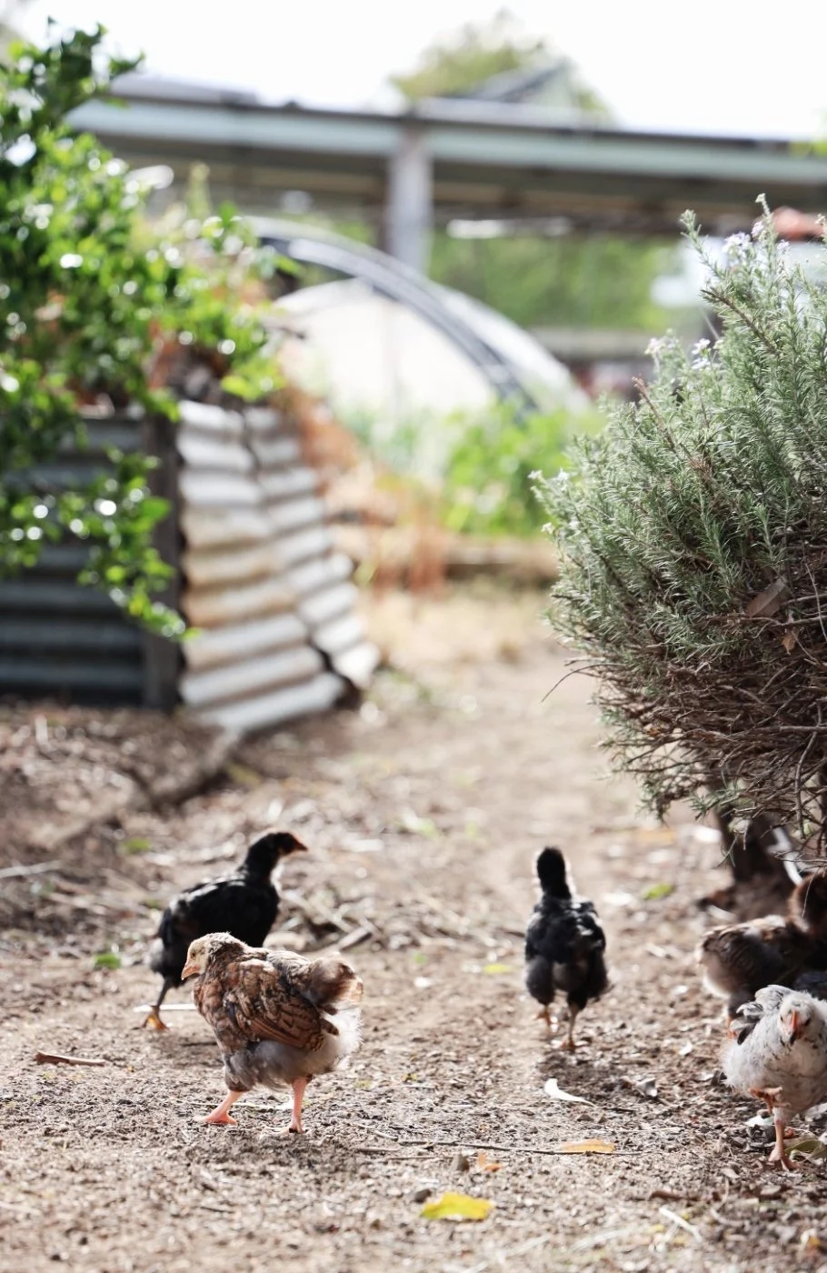 LITTLE MOMENTS IN THE VEGE GARDEN