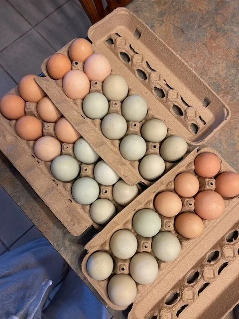 Several cartons of eggs, some brown and some pale green, on a kitchen countertop.