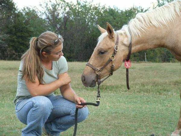 horse handler crouched down while palomino young horses investigates the handler