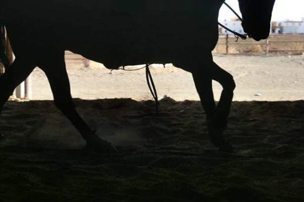 silhouette of horse loping in front of an open door