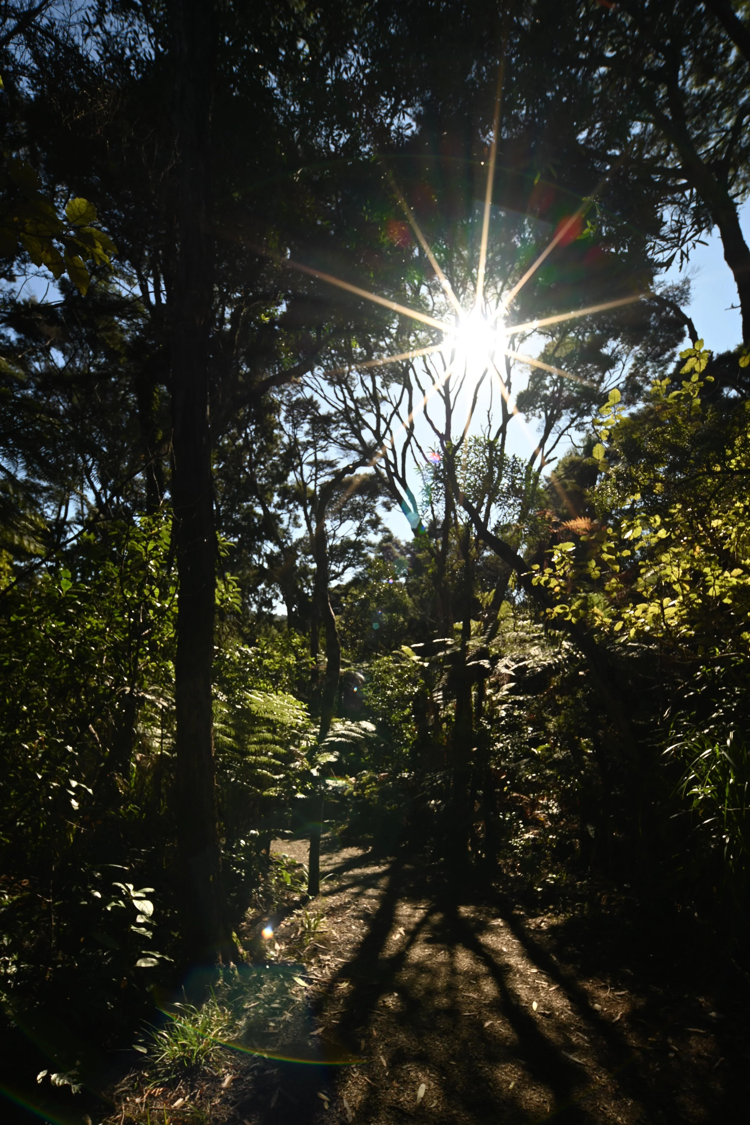 Sun shining through trees in a forest, creating sunbeams and shadows on a dirt path surrounded by lush green foliage.